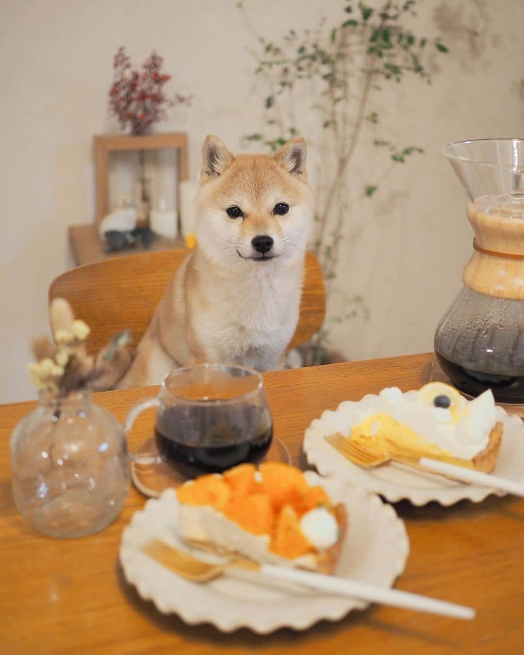 豆柴にこちゃんさんのインスタグラム写真 - (豆柴にこちゃんInstagram)「🐶🍰 昨日、よくランチ食べ行く店のケーキ をテイクアウトしました  たま、普段食いしん坊だけど こういう時意外とちゃんとモデルができる。 やればできる子。  焦がしオレンジとチャイクリームのケーキ、 珍しいしかなりおいしかった🍊❣️ オレンジを焦がすという発想すごい💡  もう1つはレモンマスカルポーネ🍋  贅沢した翌日の昼はカップ焼きそばにしたよ  #柴犬#豆柴#pecoいぬ部#犬#shibastagram#petstagram#犬#犬のいる暮らし#shibainu#dog#mameshiba#pecotv#いぬのきもち部#しばいぬ#しばけん#こいぬ#シバイヌ#狗#ペット#子犬#puppy#pet#시바견#강아지#개#instacute#barked#9gag#9gagpets」2月24日 19時17分 - nikochan.mame48