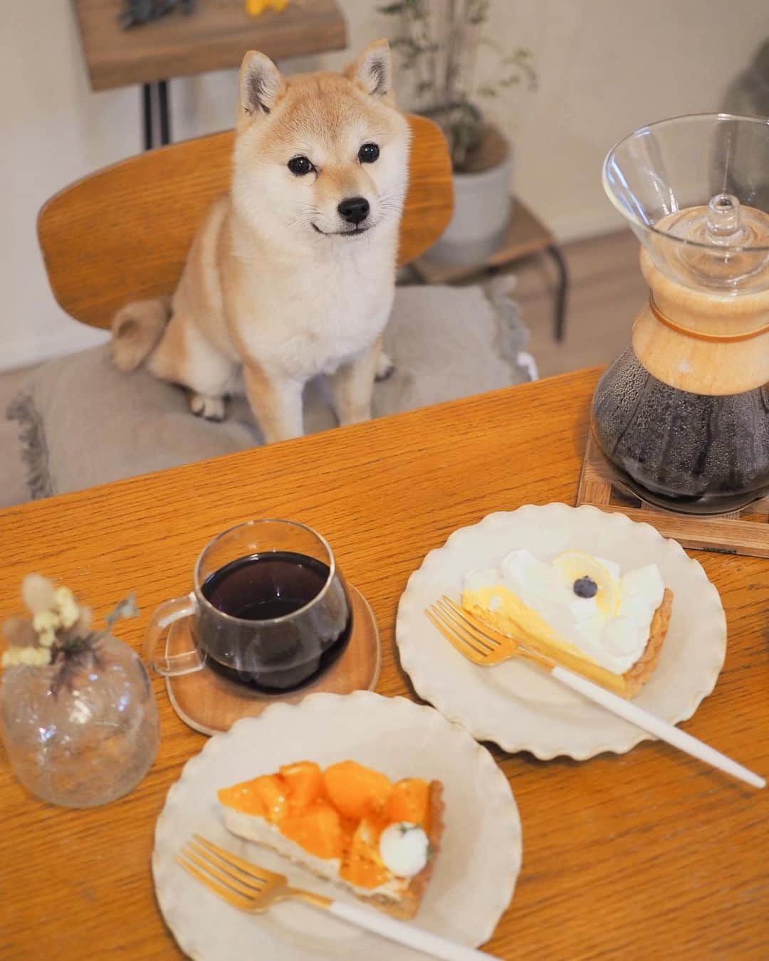 豆柴にこちゃんさんのインスタグラム写真 - (豆柴にこちゃんInstagram)「🐶🍰 昨日、よくランチ食べ行く店のケーキ をテイクアウトしました  たま、普段食いしん坊だけど こういう時意外とちゃんとモデルができる。 やればできる子。  焦がしオレンジとチャイクリームのケーキ、 珍しいしかなりおいしかった🍊❣️ オレンジを焦がすという発想すごい💡  もう1つはレモンマスカルポーネ🍋  贅沢した翌日の昼はカップ焼きそばにしたよ  #柴犬#豆柴#pecoいぬ部#犬#shibastagram#petstagram#犬#犬のいる暮らし#shibainu#dog#mameshiba#pecotv#いぬのきもち部#しばいぬ#しばけん#こいぬ#シバイヌ#狗#ペット#子犬#puppy#pet#시바견#강아지#개#instacute#barked#9gag#9gagpets」2月24日 19時17分 - nikochan.mame48