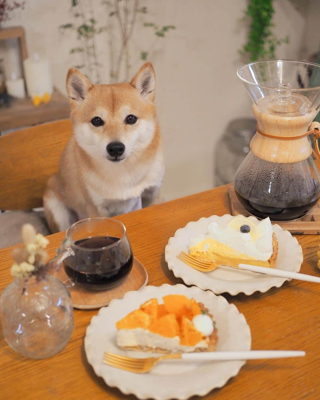 豆柴にこちゃんさんのインスタグラム写真 - (豆柴にこちゃんInstagram)「🐶🍰 昨日、よくランチ食べ行く店のケーキ をテイクアウトしました  たま、普段食いしん坊だけど こういう時意外とちゃんとモデルができる。 やればできる子。  焦がしオレンジとチャイクリームのケーキ、 珍しいしかなりおいしかった🍊❣️ オレンジを焦がすという発想すごい💡  もう1つはレモンマスカルポーネ🍋  贅沢した翌日の昼はカップ焼きそばにしたよ  #柴犬#豆柴#pecoいぬ部#犬#shibastagram#petstagram#犬#犬のいる暮らし#shibainu#dog#mameshiba#pecotv#いぬのきもち部#しばいぬ#しばけん#こいぬ#シバイヌ#狗#ペット#子犬#puppy#pet#시바견#강아지#개#instacute#barked#9gag#9gagpets」2月24日 19時17分 - nikochan.mame48