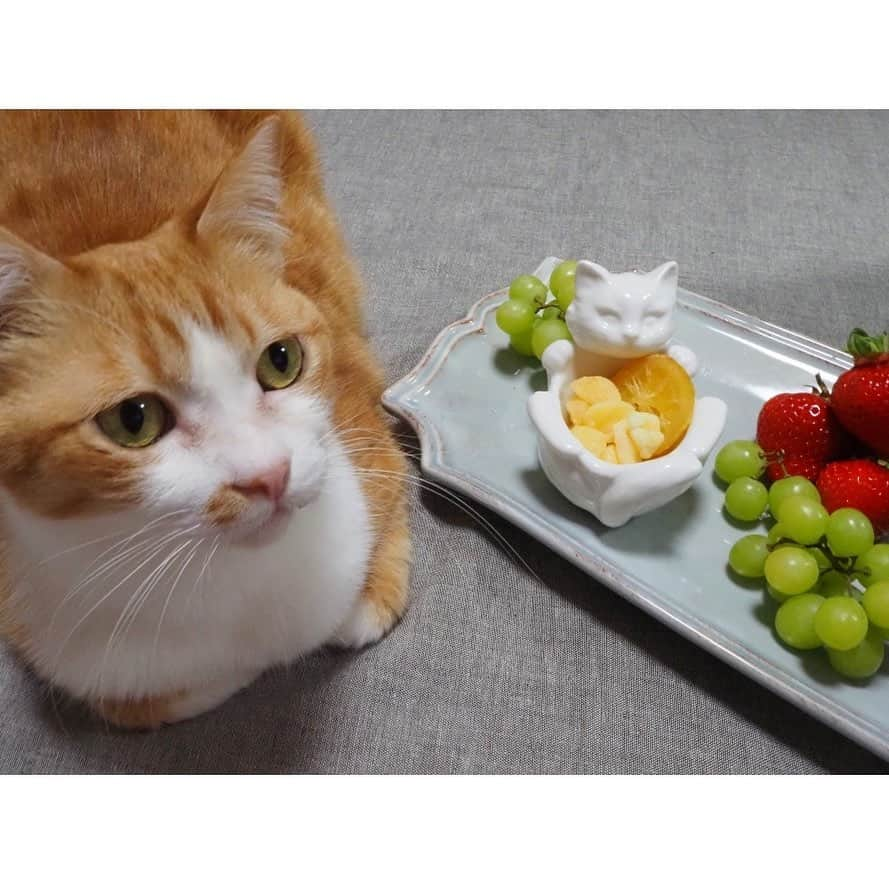 Cat's NapTimeさんのインスタグラム写真 - (Cat's NapTimeInstagram)「・ 【Cat's NapTime第6弾「FRUITS TEA PARTY」アイテム】 Afternoon Teaスタッフが、愛猫と一緒にアイテムを撮影したスナップをご紹介。 #cats_naptime6  ＜Afternoon Tea TEAROOM 丸広百貨店川越店/ Kさんの愛猫・ディー(オス)＞ 「ネコ型ミニボウルにドライフルーツを入れてみました。 可愛らしい大きさなので、ちょっとしたお茶の時間にぴったりだと思います。」  「Cat’s NapTime」第6弾のアイテムはこちらのリンクからもご覧いただけます。 ➡@catsnaptime  #catsnaptime #AfternoonTea #AfternoonTeaLIVING #アフタヌーンティー #アフタヌーンティーリビング #ネコ #catsissue #FRUITSTEAPARTY #ヘソ天 #AfternoonTeaスタッフの愛猫 #ネコ型ミニボウル #ネコボウル」2月24日 10時27分 - catsnaptime