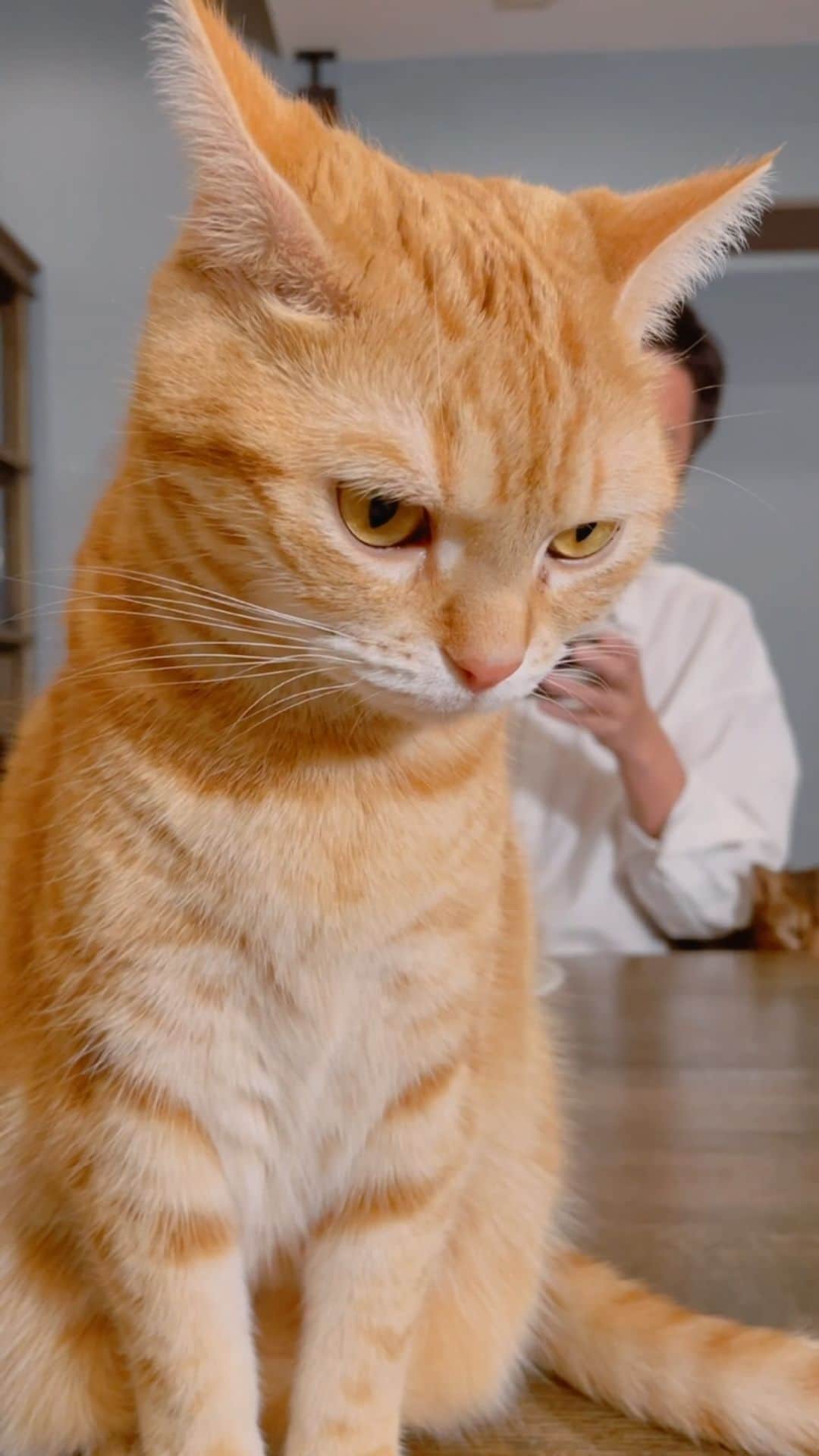 徳井義実のインスタグラム：「さえぎり猫」