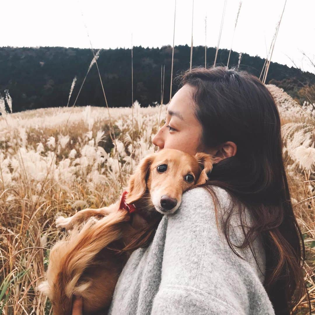 神田咲実さんのインスタグラム写真 - (神田咲実Instagram)「会いたい会いたい会いたい🦮🧡  この情けない顔 わしゃわしゃしたい💭  #dogstagram#いぬすたぐらむ  #ミニチュアダックスフンド #甘えん坊犬 #でも猫並みに #ほっといてくれオーラ出してくる😂 #そもそも自分を犬だと思っていない #犬たちと仲良くなれないから #よく父が #あんたは犬なんだよ？と鏡に向かわせてた #絶対鏡見ない😒  #そもそも変な儀式🤣笑」2月24日 10時29分 - sakimikanda