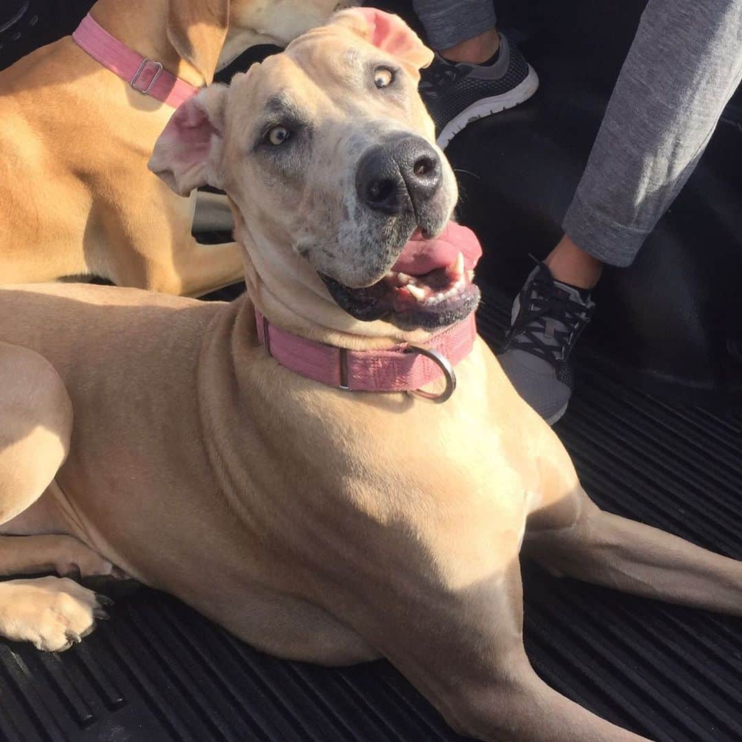 サーシャ・ピーターズのインスタグラム：「After a really hard two weeks with signs of progress we unexpectedly had to say goodbye to our beautiful Levi. She was always such a good girl with such a gentle spirit. She will always have a giant piece of my heart. We are absolutely devastated but we are so thankful to have had her in our lives. I will miss her every day.」