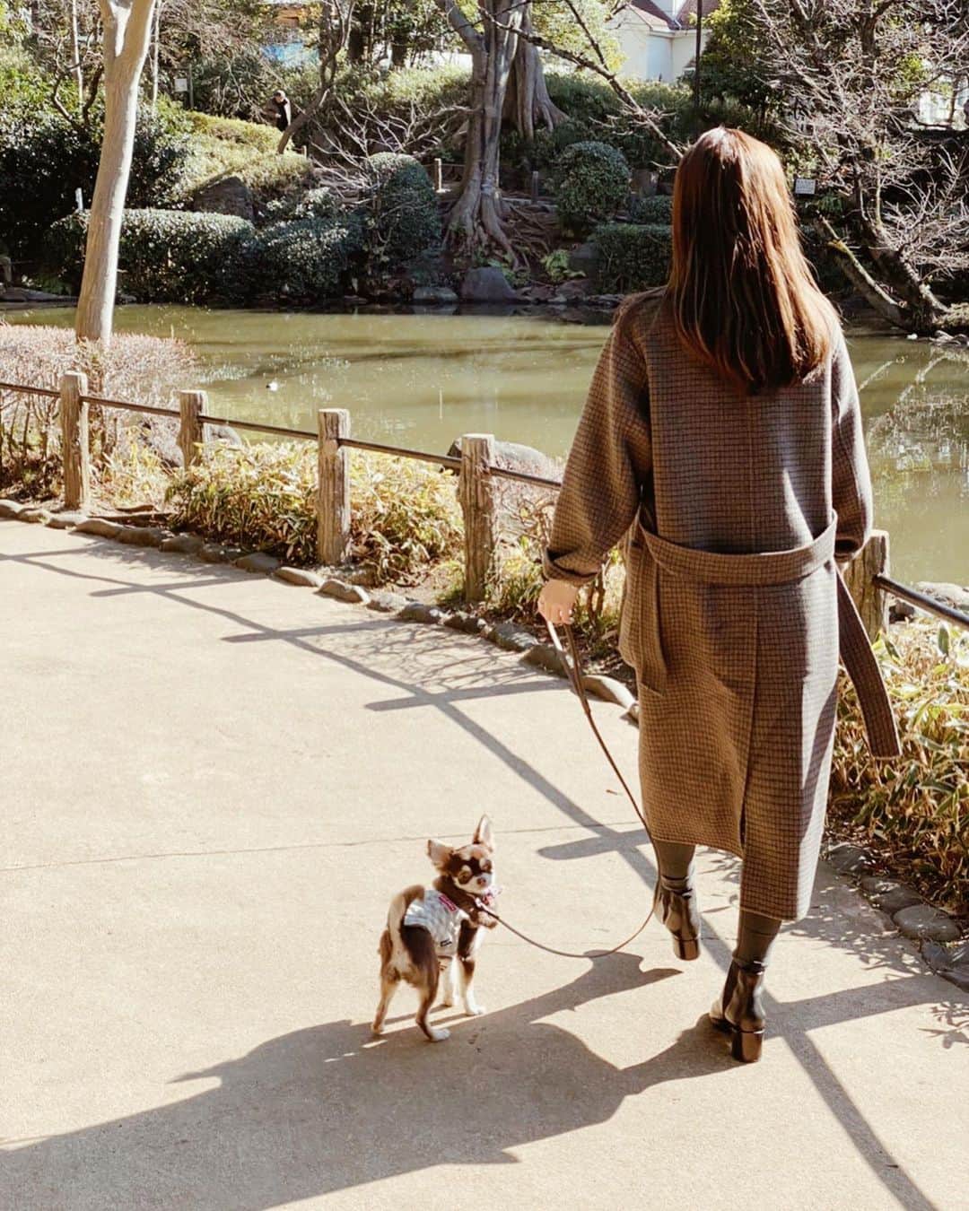 𝙺𝚢𝚘𝚔𝚘のインスタグラム：「お散歩♪ 暖かくなったらもっといっぱい色々連れてってあげたいなぁ☺️ ハウルは特にこの一年コロナだったからあまり連れてってあげれてない🥲  お花見したいなぁ🌸 . . . . #お散歩#チワワ#公園」