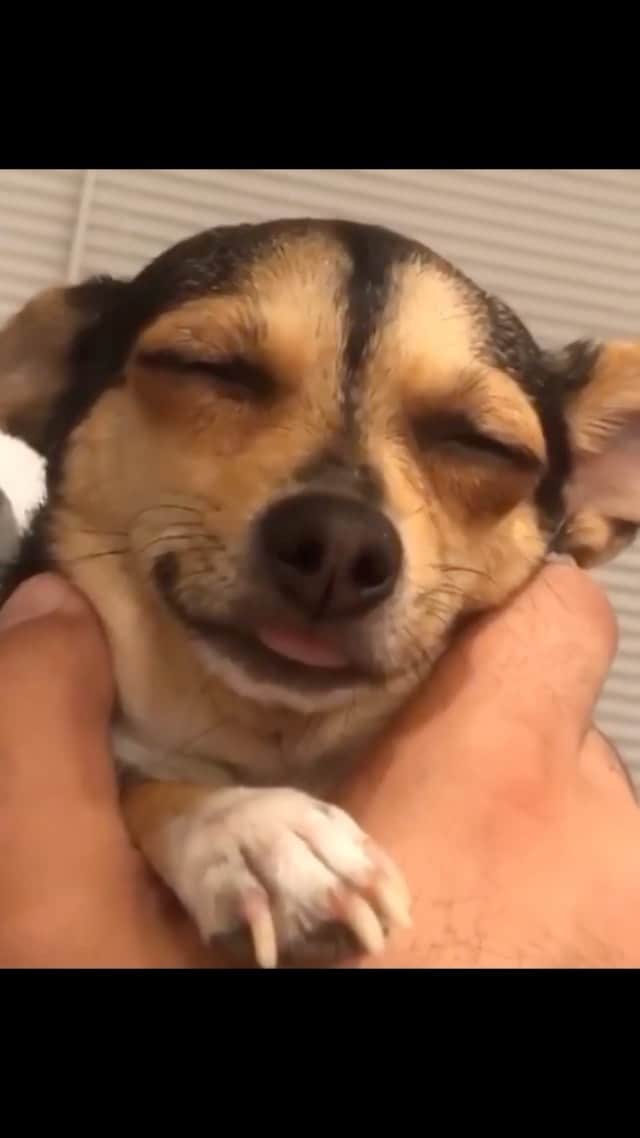 DogsOf Instagramのインスタグラム：「“When it’s one minute past your bedtime 😴” — @stellagotherbarkback   #dogsofinstagram #snoozingdog #sleepydog #sleepypup」