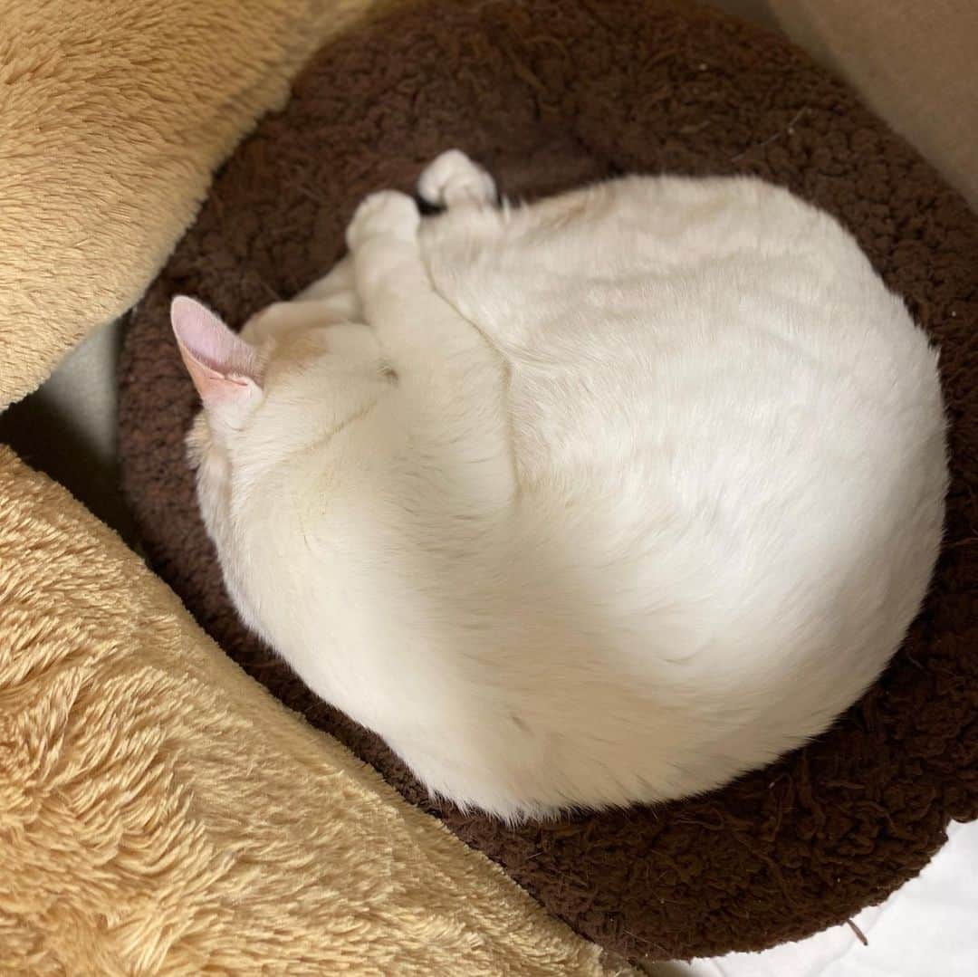 サンシャイン池崎さんのインスタグラム写真 - (サンシャイン池崎Instagram)「ニャンモナイト発掘！！！！  #猫 #猫の森 #雷ちゃん #ニャンモナイト」2月24日 11時26分 - ikezaki_yeah