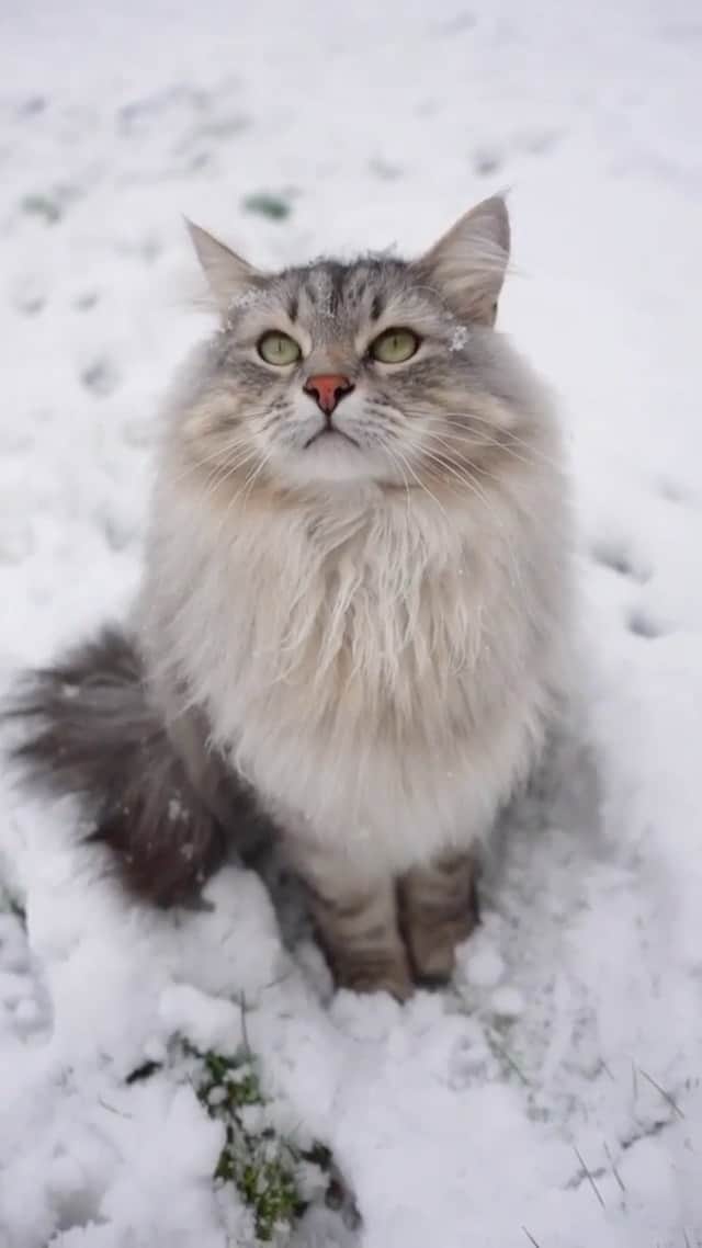 Cats of Instagramのインスタグラム：「From @siberian_reinhardt: "More peace and calm ❄️💙" #catsofinstagram」