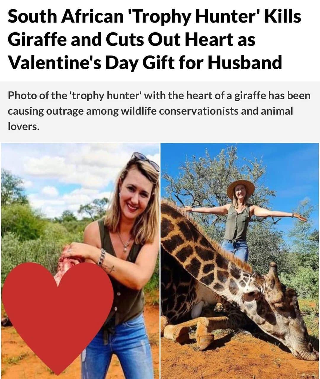 ティモシー・サイクスさんのインスタグラム写真 - (ティモシー・サイクスInstagram)「⚠️WARNING: GRAPHIC IMAGES/DESPICABLE ACT, PLEASE SHARE THIS TO STOP THIS ANIMAL CRUELTY RIGHT NOW!⚠️ Repost from @karmagawa THIS IS TRULY SICKENING: A trophy hunter’s husband paid £1,500 for her to kill an old giraffe and cut its heart out for Valentine’s Day and then she posted a photograph of her holding the giraffe’s heart with the caption: ‘Ever wondered how big a giraffe’s heart is? I’m absolutely over the moon with my BIG valentines present! After killing the 17-year-old giraffe, a species the International Union for Conservation of Nature lists as “vulnerable”, the trophy hunter said she was “flooded with emotions” as she had “been waiting years to have this opportunity!!” THIS IS WRONG ON SO MANY LEVELS AND ANIMALS DESERVE BETTER! Please help us stop despicable animal acts like this and share this post with your followers and tag people, celebrities, influencers and news media that need to see this and share it too so we can all work together to end this animal brutality once and for all! #giraffe #stopthekilling #endanimalcruelty #animalsdeservebetter #karmagawa」2月24日 11時57分 - timothysykes