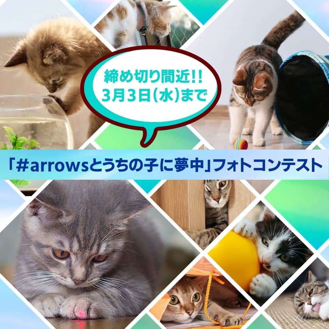 PECOねこ部さんのインスタグラム写真 - (PECOねこ部Instagram)「『#arrowsとうちの子に夢中 』フォトコンテストの締め切りが間近です❗️ ご応募は3月3日（水）までとなります。 . 今回、皆さまから募集する写真は「うちの子が夢中な瞬間」です♡ . 飼い主さんが思わず笑ってしまったり🤣、キュン💓としてしまうような「うちの子、いま夢中になってるなぁ～」と感じた写真をキャンペーンのハッシュタグと共にご投稿ください。 . 厳正なる審査のうえ、15名様に素敵な賞品をプレゼントします🎁 . フォトコンテストに参加できるのは猫ちゃんだけでなく、ワンちゃんやうさぎさん、鳥さん、亀さんなどでもOKです。様々なペットの写真を大募集しちゃいます🐶🐱🐰🐦🐢✨ . 【応募締切】 2021年3月3日（水）23:59まで . 【応募方法】 ①InstagramのPECO公式アカウント @pecodogs または @pecocats をフォローしてください。 ②テーマ「うちの子が夢中な瞬間！」に合った素敵な写真を用意してください。 ③『#arrowsとうちの子に夢中 』をつけて投稿してください。 . ぜひ、夢中なエピソードも教えてくださいね❗️ . 【賞品】 arrows賞　5名様 PECOポスター A1サイズ1枚とAmazonギフト券5万円分 . PECO賞　10名様 PECOポスター B2サイズ1枚とAmazonギフト券1万円分 ※PECOポスター（正式名：PECO POSTER）とは、世界でただ一枚、あなただけの「うちの子」アートポスターです。 ただのモノクロ写真ではなく、おしゃれなドット加工がされています。 . 【当選連絡】 @pecodogs または @pecocats よりダイレクトメッセージ経由で当選連絡をさせていただきます。 . たくさんのご応募お待ちしております😆 キャンペーンの詳しい情報はこちらをチェック🔍 https://peco-japan.com/82432 . ※注意※ 現在Instagram上で、PECO公式アカウント（@pecodogs）に酷似した偽アカウントから、キャンペーンを称したDM（ダイレクトメッセージ）が送信される事例が発生しています。確認されている偽アカウントは「pecodoggs」と「g」が1つ多くなっています。万が一、不審なDMを受け取った場合は以下のご対応をお願いいたします。 ・記載されているURLには絶対にアクセスしないでください。 ・DMは破棄してください。 ・偽アカウントはブロックしてください。 なお、上記の偽アカウント以外でも同様の偽アカウントが存在する可能性や、@pecocats のアカウントでも同様の事例が発生する可能性もございます。必ず受信されたユーザーネームなどをご確認いただきますようお願いいたします。（※偽アカウントについては、発見し次第Instagram側へ報告などの対応を行っております。）」2月24日 12時00分 - pecocats