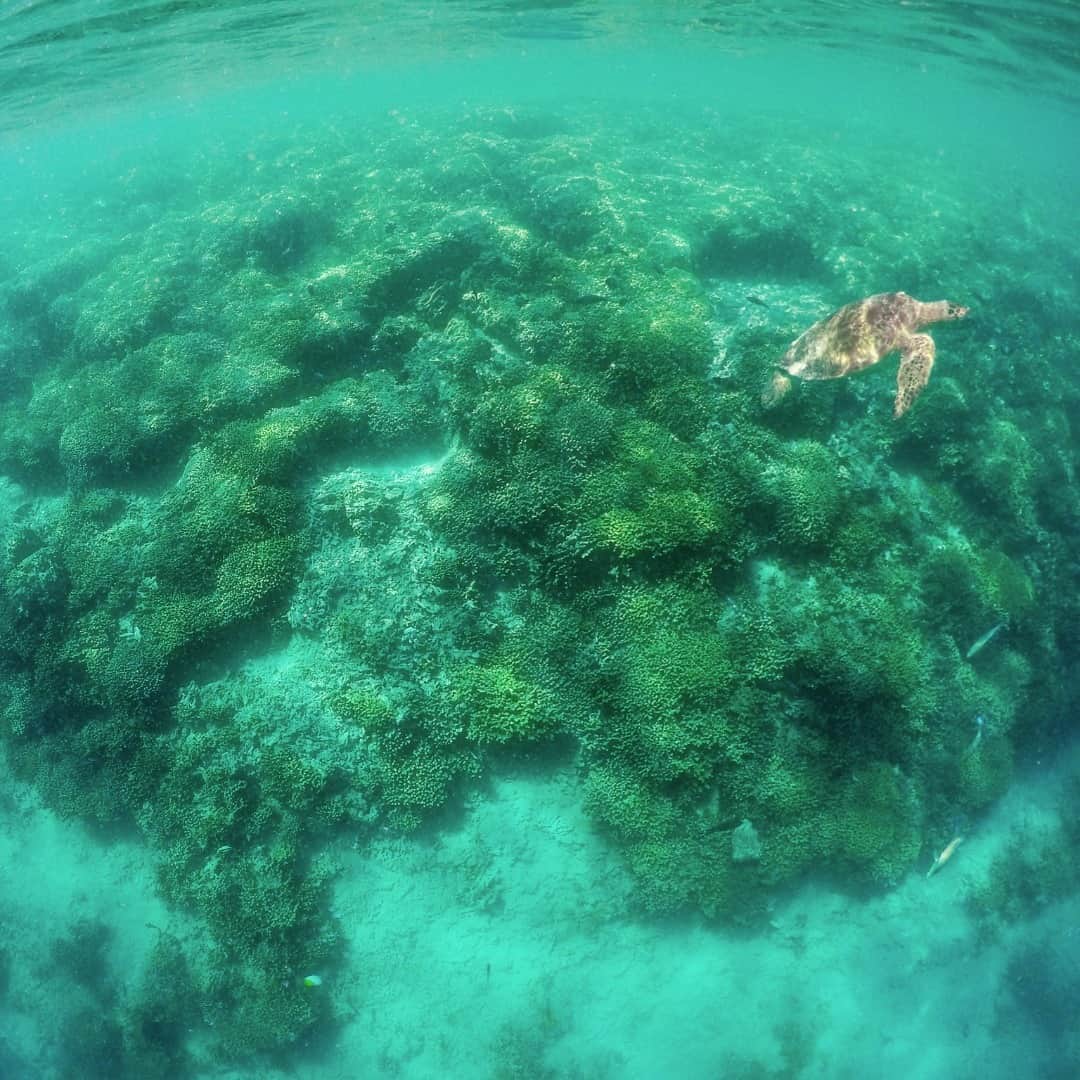 Luxury Cruise by Captain Bruceのインスタグラム：「サンドバーで見られるサンゴの一つ、カリフラワーコーラル。浅い海に生息する種類だそうです。⁠ ⁠ シュノーケル中によく見ると、サンゴの間に小さな魚やカメさんが隠れていますよ^^⁠ ⁠ #captainbruce #kaneohesandbar #hawaii #oahu #fun #explorehawaii #ahuolaka #ahuihou #ocean #underwater #reef #aloha #havealohawilltravel #life #キャプテンブルース #天国の海ツアー #天国の海 #サンドバーツアー #アフオラカ #ハワイ大好き #オアフ島 #絶景 #海」