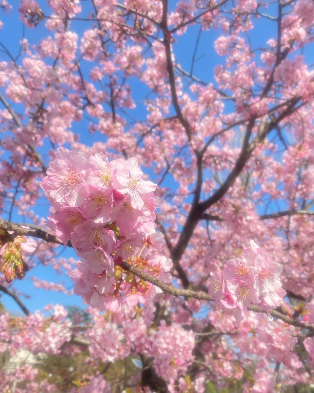 蒲生麻由のインスタグラム：「桜🌸  #春がきた #大好きな季節がやってくる  #さくら #cherryblossom」