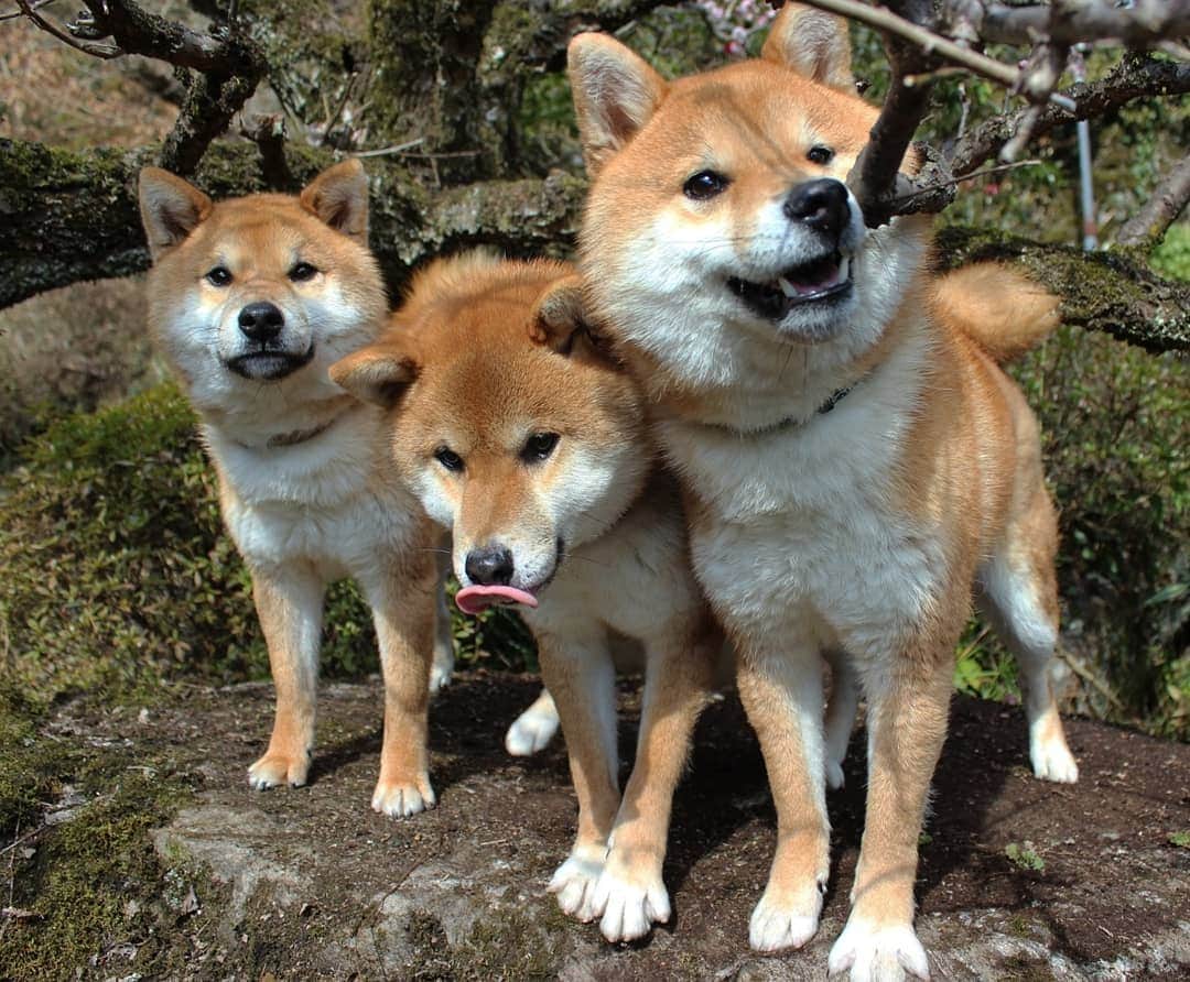 柴犬たま Shibainu Tamaのインスタグラム：「なんだか楽しそう😊🎵  Caption trans🇬🇧 They look like they're having fun😊🎵  #たま家族 #柴犬コイ #柴犬トロ #柴犬ウニ #おしゅし兄弟 #仲良し兄弟 #うめ #ウメ #梅 #梅の花 #花とコイ #花とトロ #花とウニ #花とおしゅし #笑顔 #舌ぺろ #ふわもこ #かなりひし形 #柴犬 #shiba #shibainu #shibastagram #犬 #dog #多頭飼い」