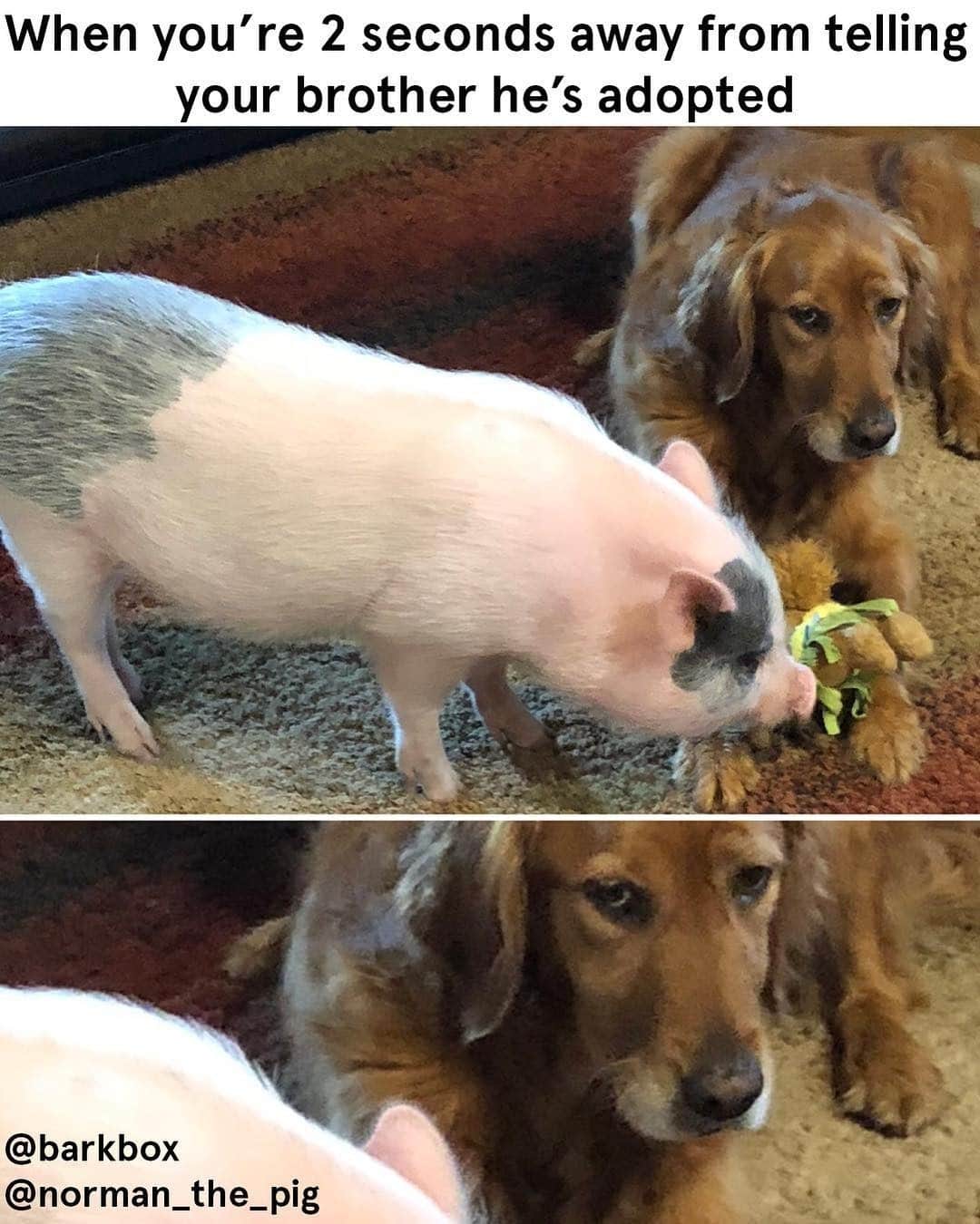 BarkBoxのインスタグラム：「"WAIT... I'M ADOPTED, TOO??" - 🐶⁠ @norman_the_pig_⁠ ⁠」