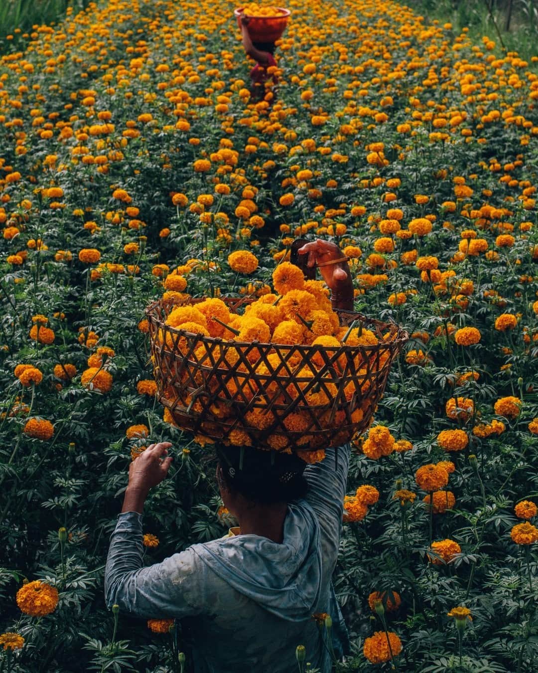 National Geographic Travelさんのインスタグラム写真 - (National Geographic TravelInstagram)「Photo by @joshuacogan / On the way to the temple at Mount Agung in Bali, we passed these farmers harvesting marigolds in preparation for the Galungan festival. Known locally as "gemitir," these flowers are among the many auspicious blooms here, as the color yellow is associated with divinity. The relationship between plant and spirit on the island is as rich as it is layered, driven by a mixture of culture and ecology weaving together over millennia. I often found myself following flowers from one place to another as I spent days photographing and wandering. I found flowers often led to ceremonies or encounters with people and places I would not have otherwise encountered.  For more images and stories of these journeys inward and outward, follow me @joshuacogan」2月24日 12時35分 - natgeotravel