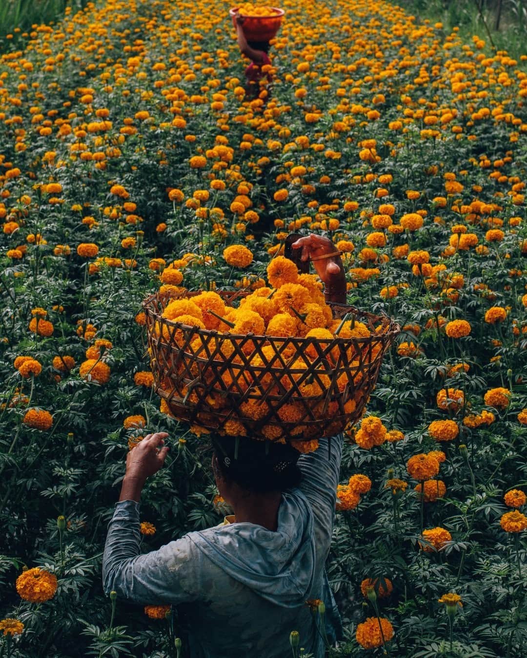 のインスタグラム：「Photo by @joshuacogan / On the way to the temple at Mount Agung in Bali, we passed these farmers harvesting marigolds in preparation for the Galungan festival. Known locally as "gemitir," these flowers are among the many auspicious blooms here, as the color yellow is associated with divinity. The relationship between plant and spirit on the island is as rich as it is layered, driven by a mixture of culture and ecology weaving together over millennia. I often found myself following flowers from one place to another as I spent days photographing and wandering. I found flowers often led to ceremonies or encounters with people and places I would not have otherwise encountered.  For more images and stories of these journeys inward and outward, follow me @joshuacogan」