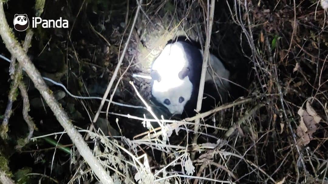 iPandaさんのインスタグラム写真 - (iPandaInstagram)「On February 20, 2021, the forest police brigade of Baoxing County and the Public Security Bureau found a wild giant panda that stayed for several hours in the forest and seemed ill. Due to the limited treatment condition on site, the panda was carried to the rescue vehicle and then sent to forestry authorities for further treatment.  (Photo credit: Sichuan Fengtongzhai National Nature Reserve)  #PandaPic #PandaNews」2月24日 12時40分 - ipandachannel