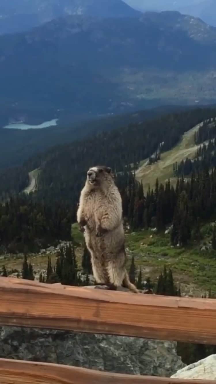 instagoodのインスタグラム：「When you realize you have to work.   What did you find the most disturbing or awesome in this video ?  Save that reel and send it to a friend.  tag #instagood  ———————————————— Follow us @instagood For more ✅  Credit: This video was filmed by Lone Goat Soap」