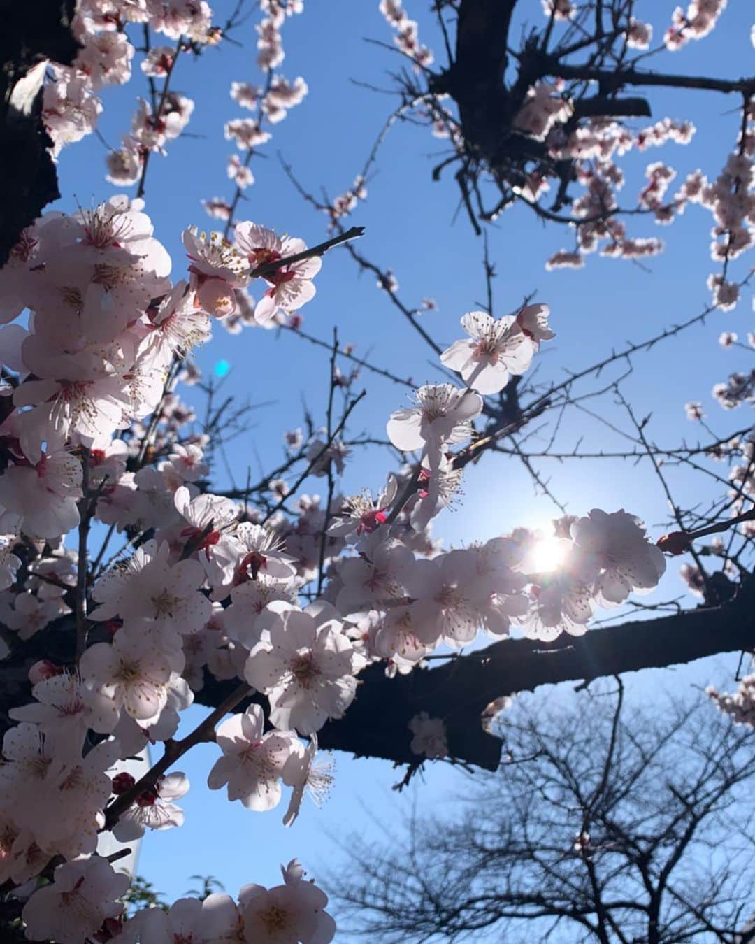 上地雄輔さんのインスタグラム写真 - (上地雄輔Instagram)「春は来る」2月24日 12時59分 - usk_kmj