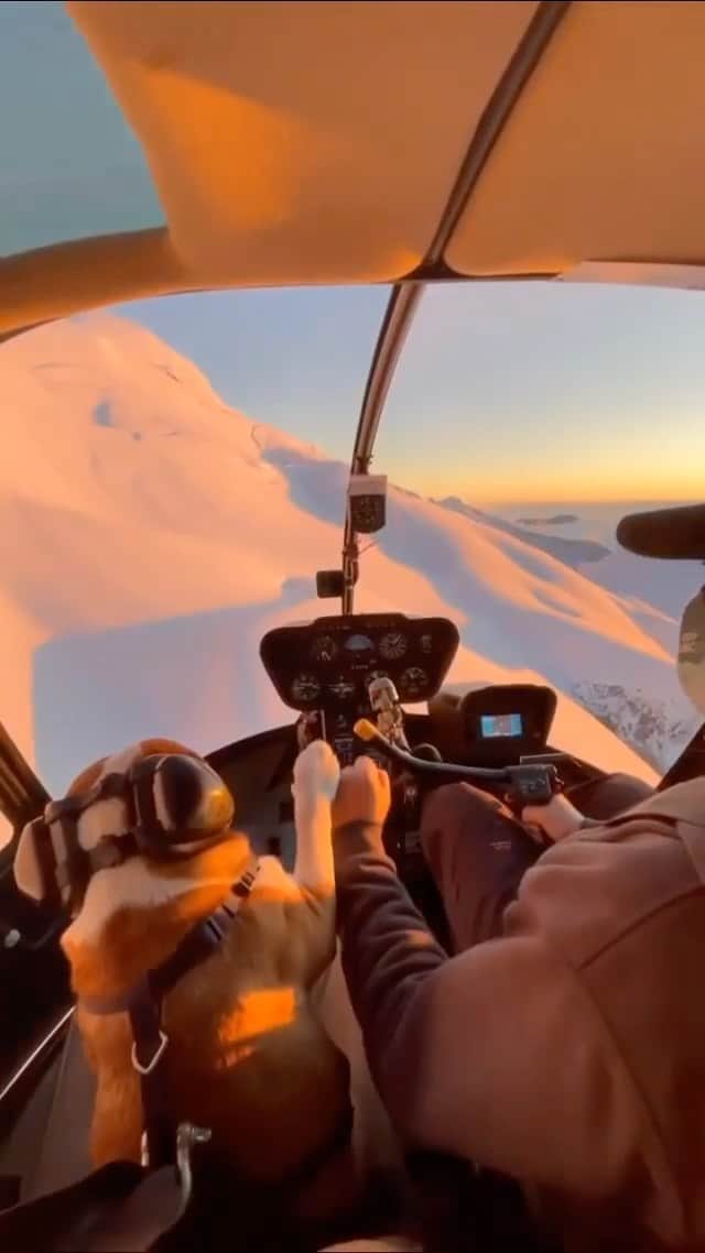 のインスタグラム：「The fist pound in the beginning was amazing 😅🚁 Video by: @devinolsen Dog: @mrbentley_thedog  Location: Canada 🇨🇦」