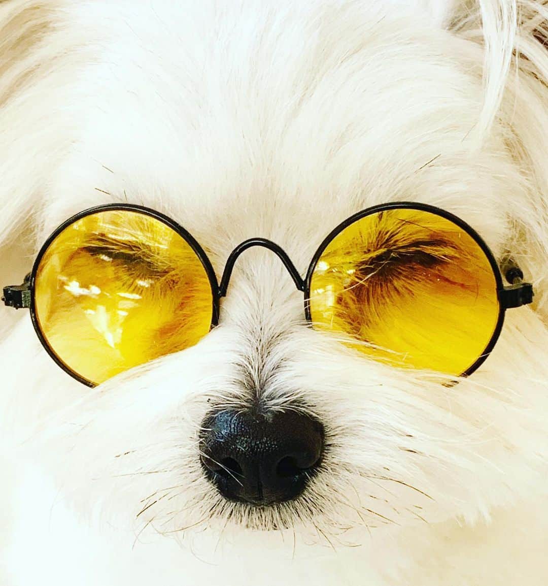 チャン・リーメイのインスタグラム：「やっぱり、 ✴︎ 眼鏡はオシャレメンズにはにかかせないアイテム😏✨ ✴︎ 探偵業にもね🕵️‍♂️✨ ✴︎ ✴︎ あでも、 ✴︎ ✴︎ ②の「裸にメガネ」も ✴︎ なかなかいいでしょ🤣😎 ✴︎ ✴︎ No dog, No life❤️ ✴︎ #メガネ犬 #メガネ男子 #犬用メガネ #ダイソー🐶メガネ  #サングラス犬 #裸にメガネ #nodognolife #dogslover #doggystyles」