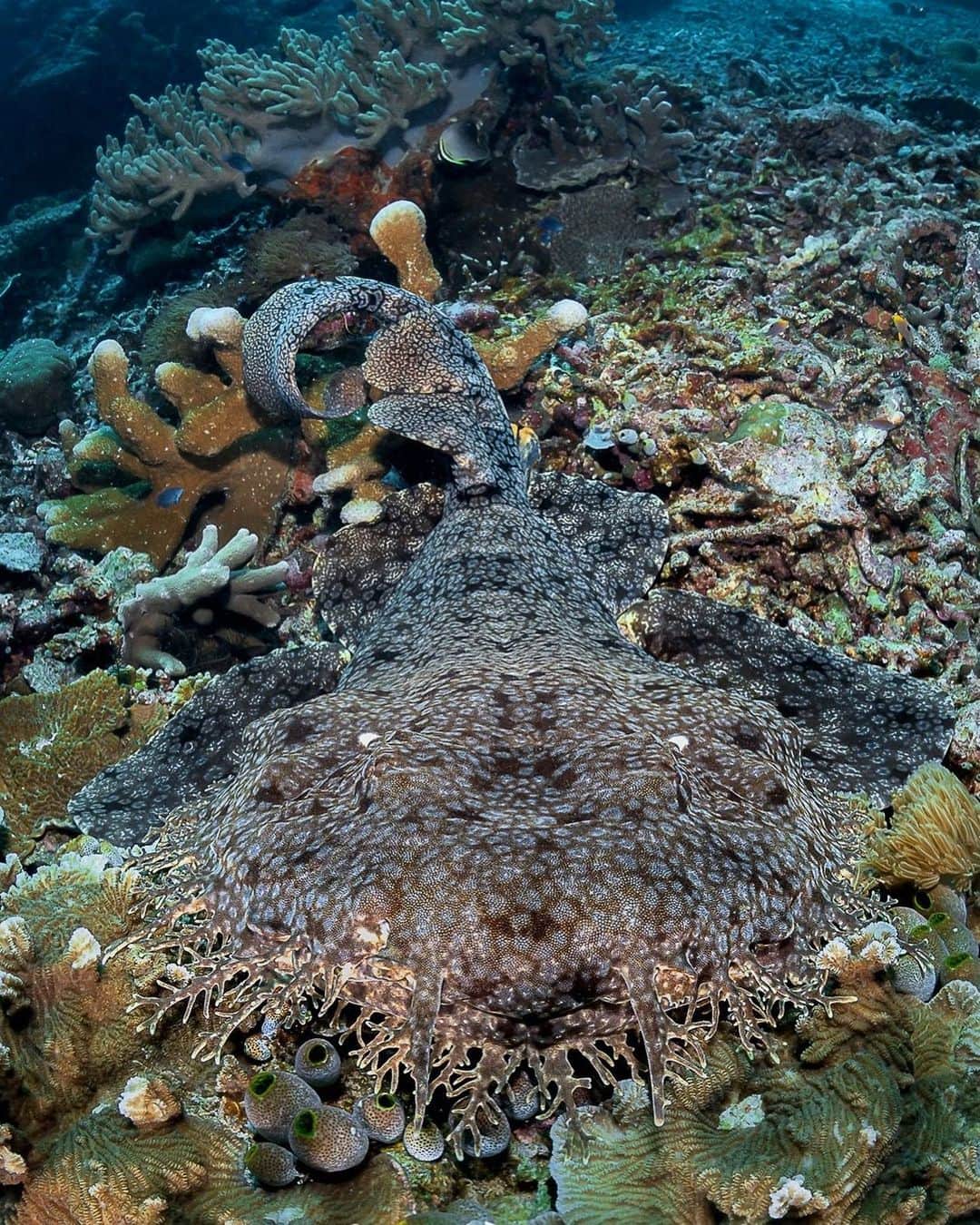 アメリカ自然史博物館のインスタグラム：「Look closely and you might be able to see the outline of the tasseled wobbegong (Eucrossorhinus dasypogon). This shark is a master of disguise and an expert ambush predator. It leverages its camouflage to lure in unsuspecting prey. It’s mainly nocturnal and hunts at night. When prey, like crab or squid, come near, it strikes! The shark’s body shape also allows it to fit into tight spaces, which make sneaky hunting spots.  Photo: Simon Deblock Underwater Photography/ DocTroll, CC BY-NC-ND 2.0, flickr」