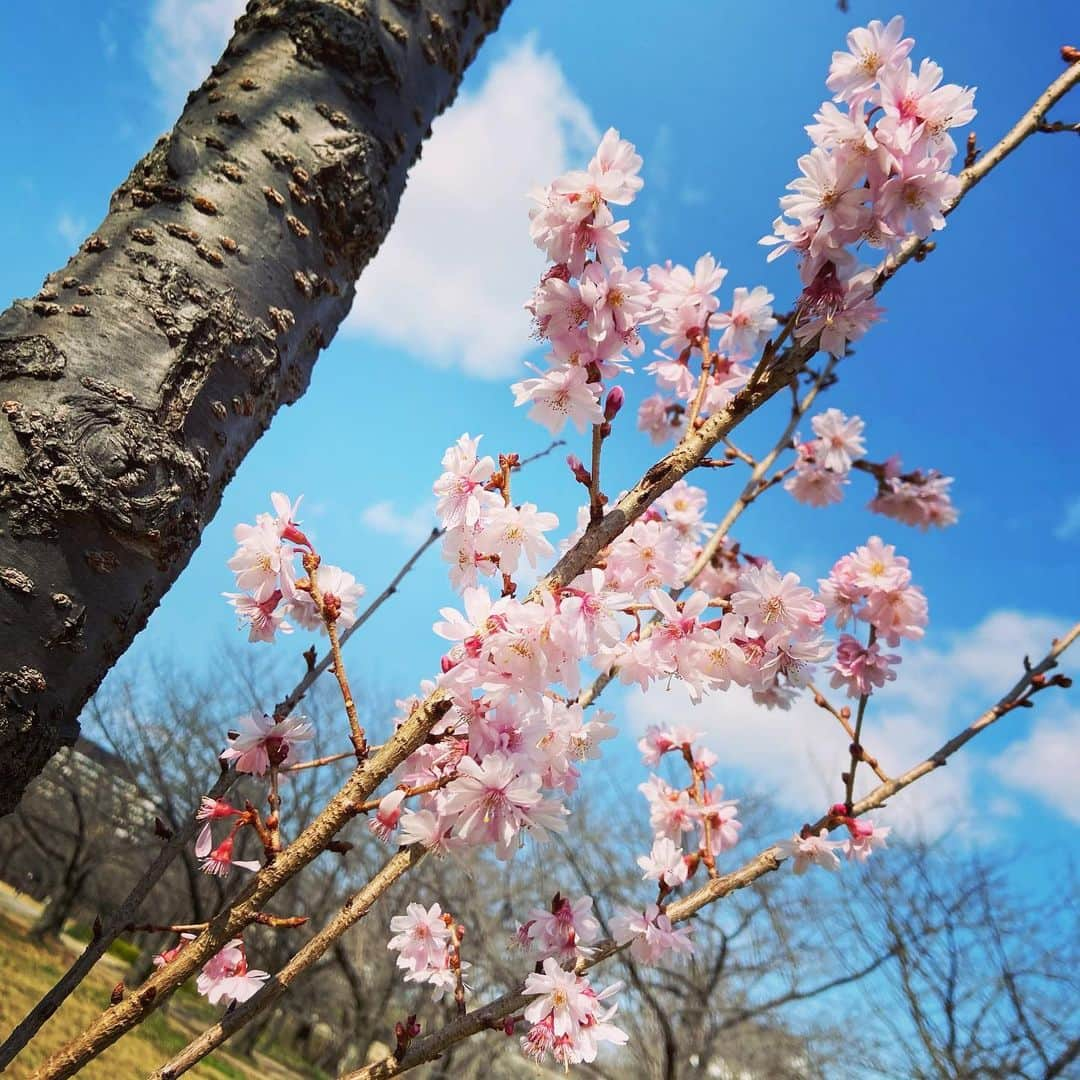 梶有紀子さんのインスタグラム写真 - (梶有紀子Instagram)「. ここだけ満開🌸 十月桜かな☺️笑ってるような気がした . さて今日は3/21のライブに向けてのKAJIKAJI！YouTube LIVEです🎸 . Re:modeで披露するかもの新曲も 演奏しますよ🙌 . 詳細はこちら https://community.camp-fire.jp/projects/118457/activities/244807 . こちらもよろしくです！全力で頑張ります🏃‍♂️ . 2021/3/21 . 「梶有紀子 Online LIVE 2021 "Re:mode"」開催決定📣✨ . ＊日時 3/21 19:00- (約1時間の配信となります) ＊アーカイブ配信期間 放送終了後より2週間 ＊配信プラットフォーム ツイキャスプレミアム ＊配信チケット ¥2,500-(Tax in) ＊購入はこちらから https://twitcasting.tv/yukko1112/shopcart/52653 . . . #梶有紀子 #yukikokaji #シンガーソングライター #弾き語り #ギター弾き語り #ギター女子 #ギター好きな人と繋がりたい #jpopmusic #japanesemusician #singerslife #japanesesong #音楽好きな人と繋がりたい #instamusiciansdaily #musiciandaily #音楽家 #日常の幸せ #シンガーソングライターと繋がりたい」2月24日 13時19分 - kajiyukiko1112