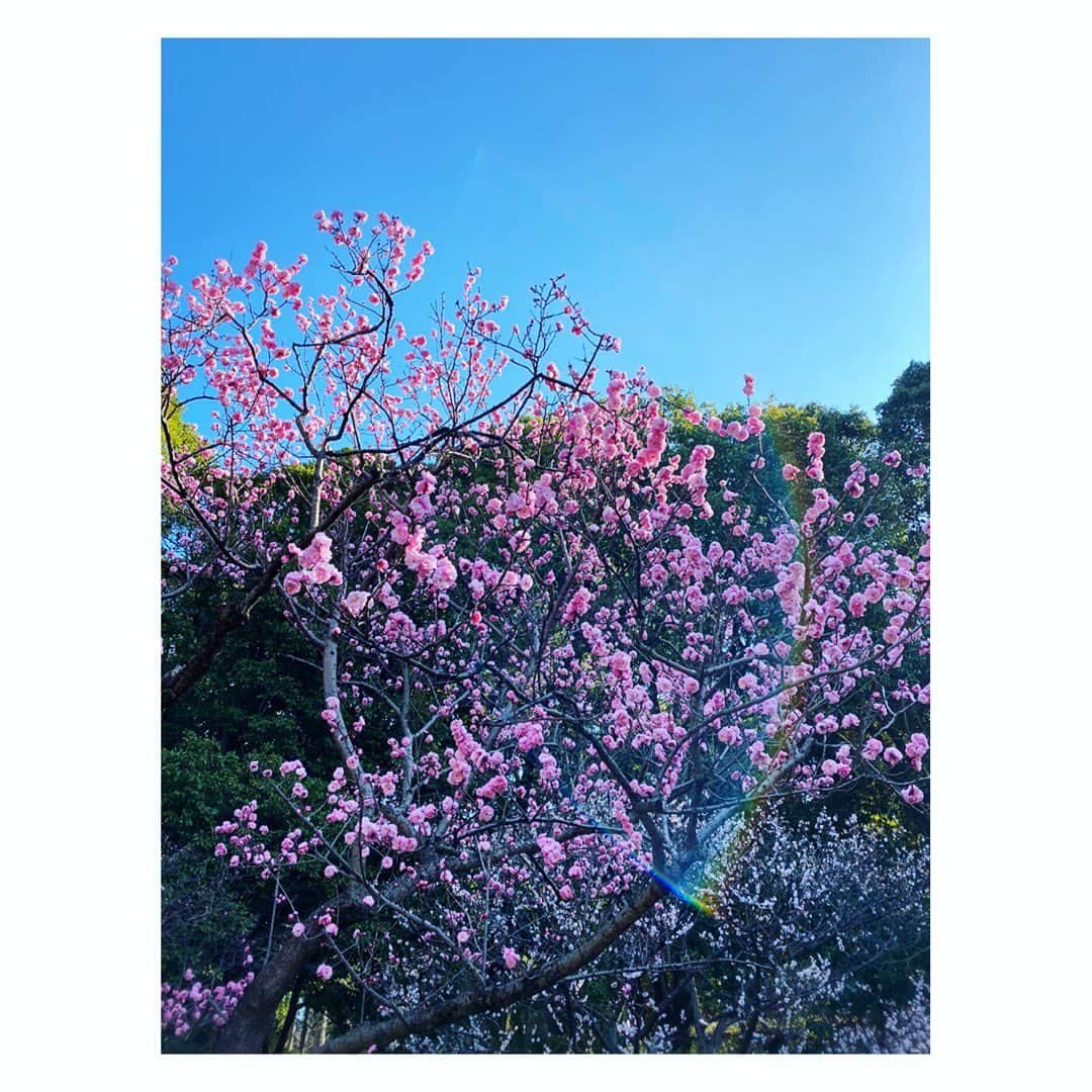 望月理恵さんのインスタグラム写真 - (望月理恵Instagram)「真っ青な空にピンク いいお天気ですね☺️  これは、梅、、ですよね？笑 #parfectsky #光の虹」2月24日 13時20分 - mochiee28