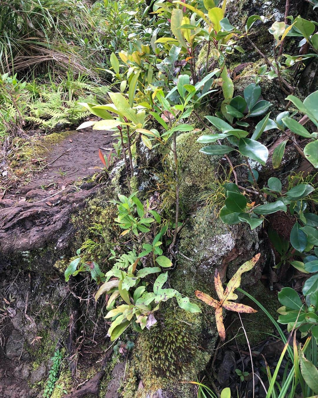 Honolulu Myohoji Missionさんのインスタグラム写真 - (Honolulu Myohoji MissionInstagram)「🌿 Did you use your touch sense today? Using your five senses are important to feel your life fully. If you ching some plants and hugging your pets are part of your daily life, please do it consciously. Then, ask “how do you feel today?” 😊  ————————- 🤲🏻 Dr. Yukari’s Zoom Lounge is here for you!  - Consultations will be available to discuss your challenges and worries faced in daily life involving family, relationships, anxiety, stress, grief & loss.   - The first 2 sessions are free of charge.  Contact us at the address below for any questions or to reserve your 60-minute zoom session.  Email: info@honolulumyohoji.org  - Guided by the hope of St. Nichiren, we continue to work towards a peaceful society.  Honolulu Myohoji Mission collaborates with Psychologist Dr. Yukari Kunisue, a trained and experienced therapeutic life coach, to offer a safe online space: Dr. Yukari’s Zoom Listening Lounge  - Stories are twice a week on our blog, Facebook and Instagram.  📺  Honolulu Myohoji YouTube channel is available now!  On our YouTube channel, you can see - Rev. Yamamura’s talk, - Past events of Honolulu Myohoji, and - Some nice Hawaii weather from Honolulu Myohoji.  ————————- * * * * #ハワイ #ハワイ好きな人と繋がりたい  #ハワイだいすき #ハワイ好き #ハワイに恋して #ハワイ大好き #ハワイ生活 #ハワイ行きたい #ハワイ暮らし #オアフ島 #ホノルル妙法寺 #思い出　#honolulumyohoji #honolulumyohojimission #御朱印女子 #開運 #穴場 #パワースポット #hawaii #hawaiilife #hawaiian #luckywelivehawaii #hawaiiliving #hawaiistyle #hawaiivacation #healing #meditation #transcendence」2月24日 13時24分 - honolulumyohoji