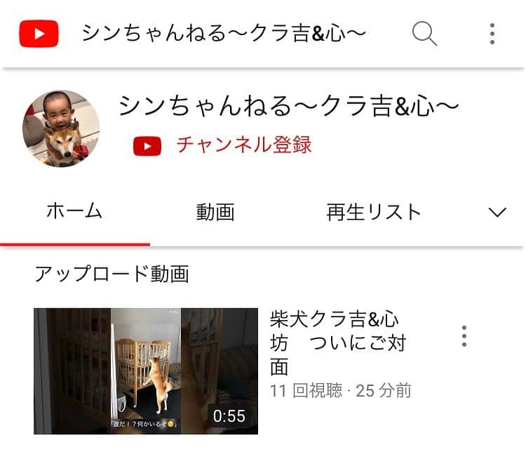 高橋みゆきのインスタグラム：「ついに…クラ吉&心坊❣️YouTubeデビューしました🙌始めたばかりで不出来な動画ですが😣少しでもほっこりしてもらえるように頑張ります❣️ 🐶👶どんな動画見たいですか？ https://youtube.com/channel/UCGqUhEkc94FG3oW8CQZBh1A #シンちゃんねる #クラ吉 #柴犬4歳 #心坊 #2歳 #癒し #ほっこり動画がテーマ #初心者です🔰  #温かい目で見てね❤️」
