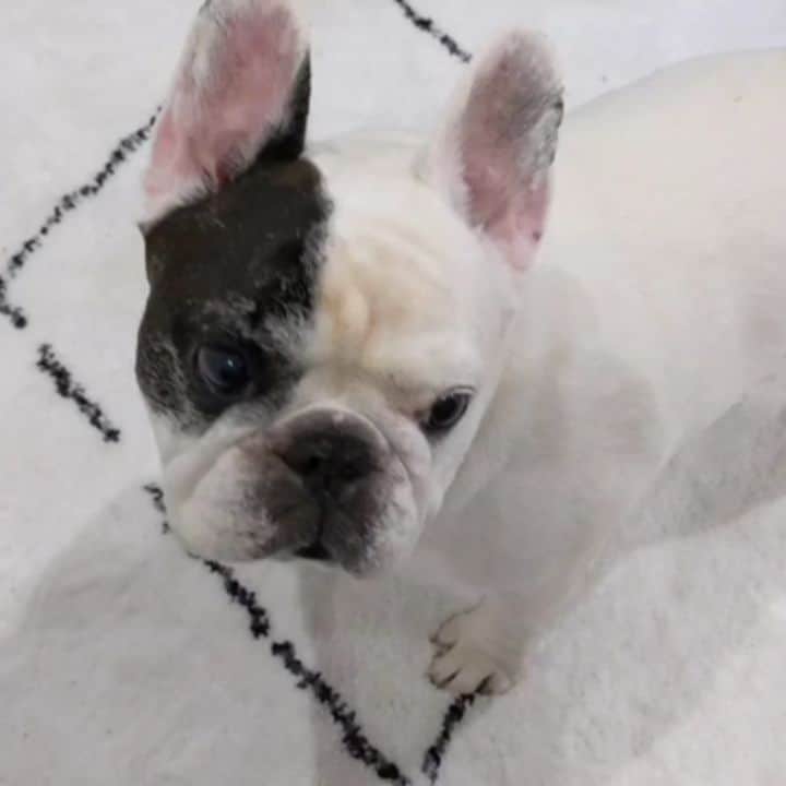 Manny The Frenchieのインスタグラム：「Will do tricks for the right treats! 😃 @halopets」