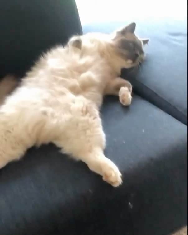 Cats of Instagramのインスタグラム：「From @arthurtheragdoll: “By the words of Shaggy: - It wasn’t me 😼 Sound on [🔉]” #catsofinstagram」