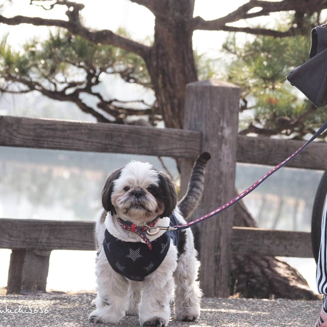 路地裏のにゃん吉のインスタグラム