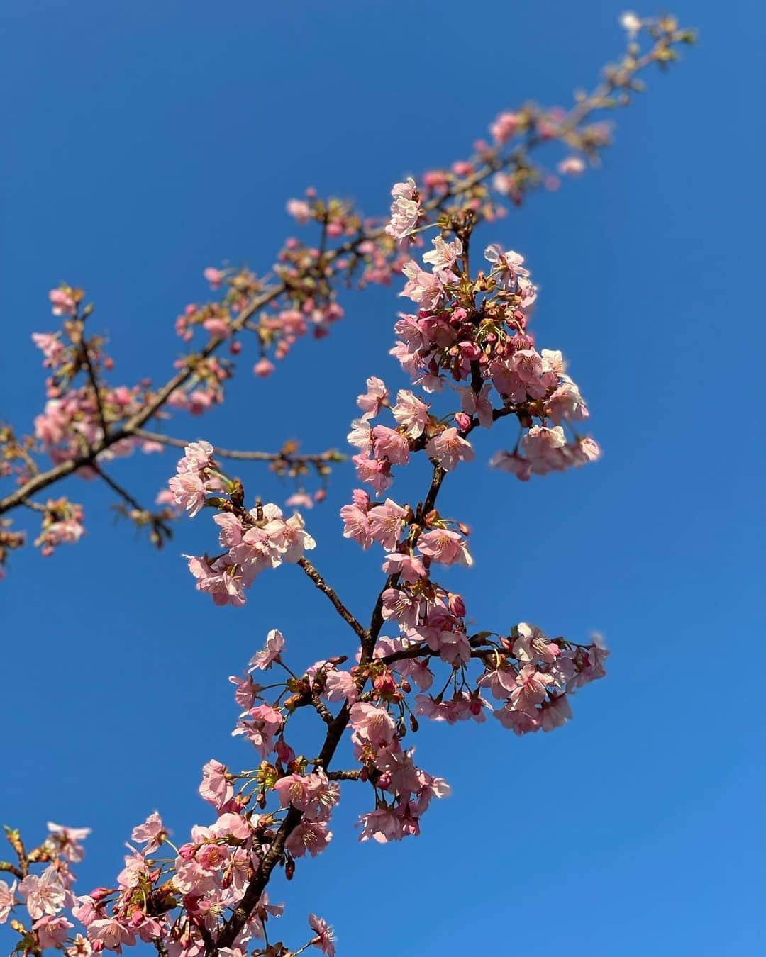 尚玄のインスタグラム：「Unexpected encounter.  #mademyday #河津桜 #カワヅザクラ」