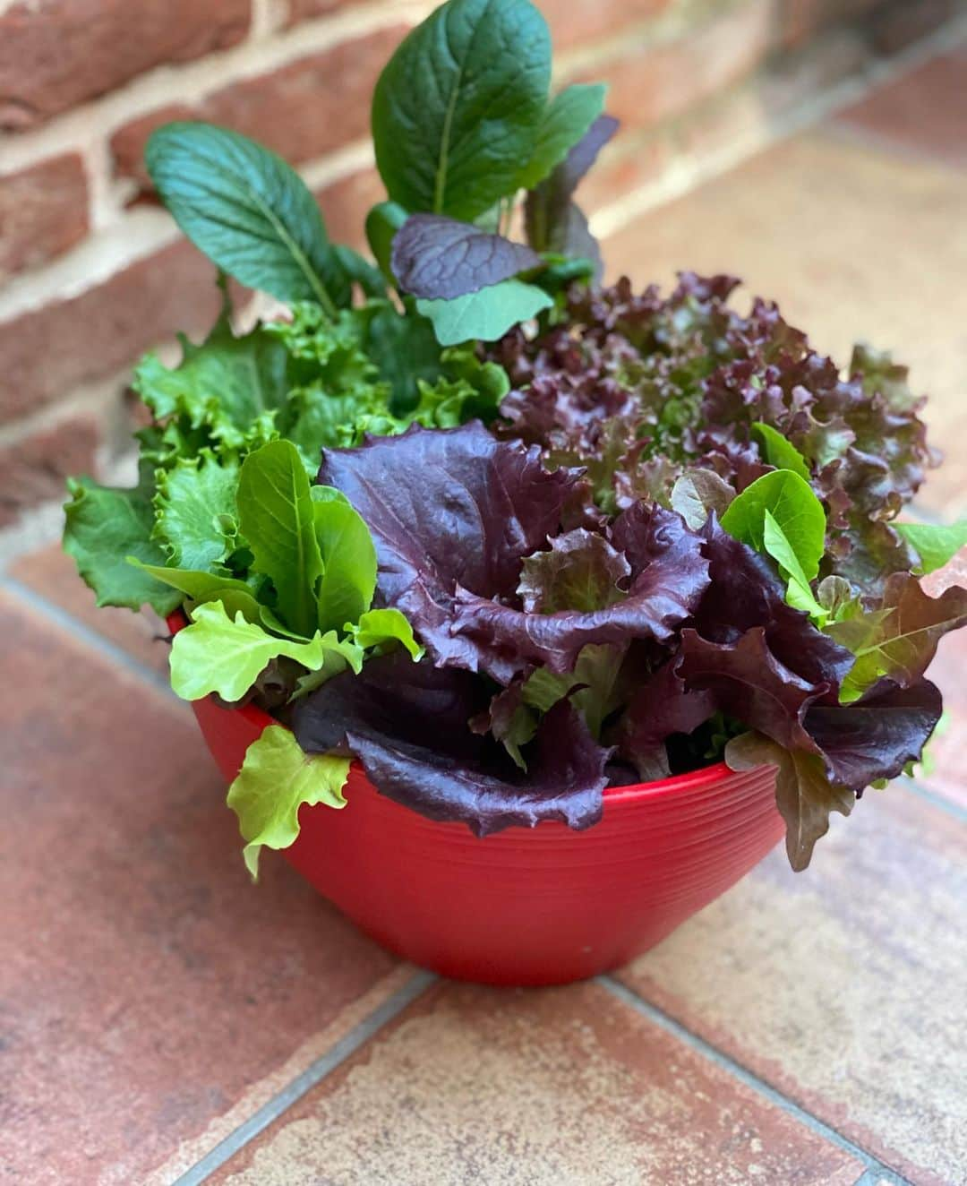 akkoさんのインスタグラム写真 - (akkoInstagram)「最高の一鉢🪴 サラダボール🥗 食べても食べても、何度も収穫出来る❣️ つい毎年買ってしまうのだ☺️💖 もちろん無農薬💕 じゃんじゃん育ちます😆👍 小さいながらも、大地の恵みを感じます😊😋😊😋😊😋 #akko #akkostagram #mll #saladabowl #floristigusa #ちいさな幸せ #密かな喜び」2月24日 13時45分 - mllakko