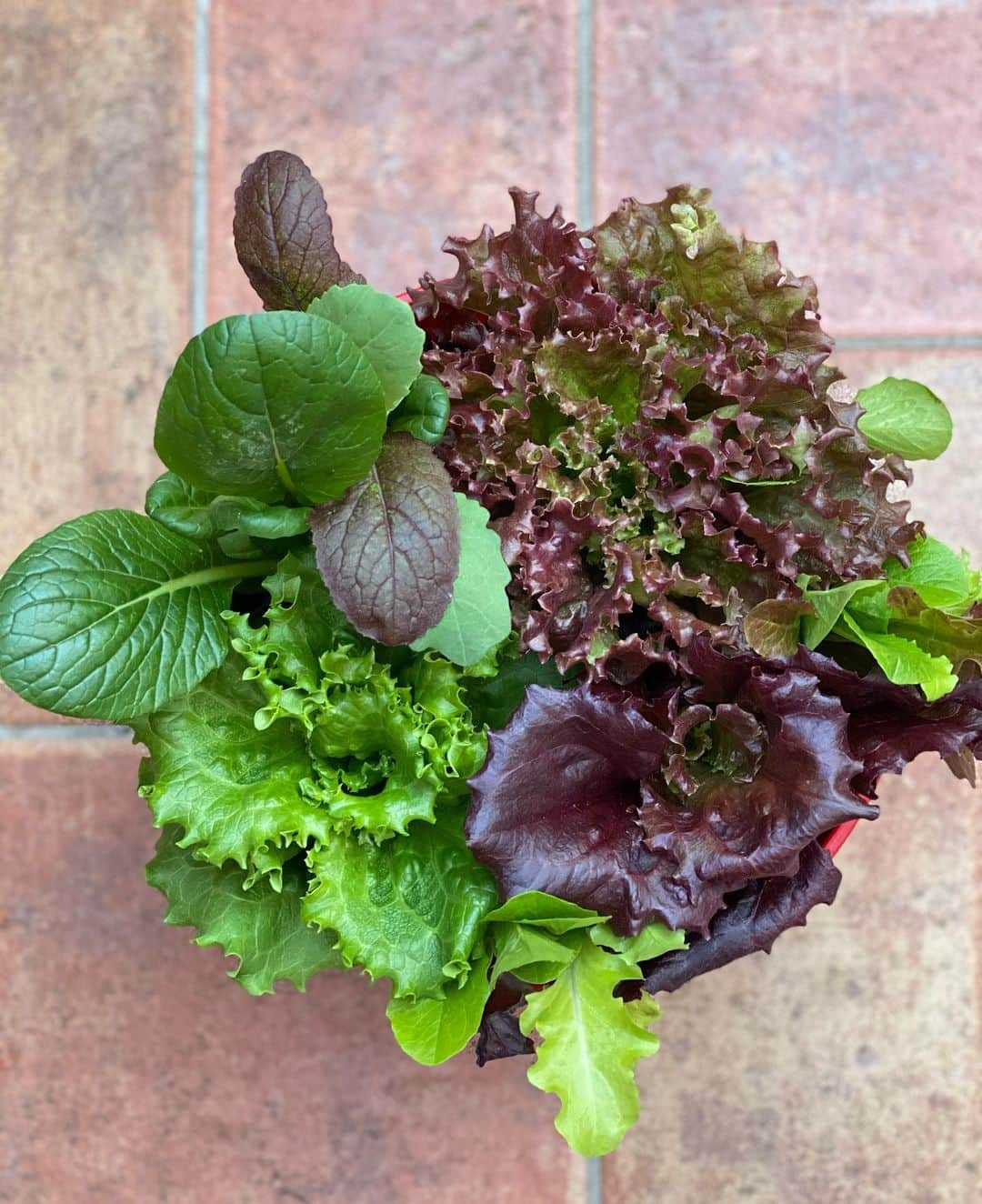 akkoさんのインスタグラム写真 - (akkoInstagram)「最高の一鉢🪴 サラダボール🥗 食べても食べても、何度も収穫出来る❣️ つい毎年買ってしまうのだ☺️💖 もちろん無農薬💕 じゃんじゃん育ちます😆👍 小さいながらも、大地の恵みを感じます😊😋😊😋😊😋 #akko #akkostagram #mll #saladabowl #floristigusa #ちいさな幸せ #密かな喜び」2月24日 13時45分 - mllakko