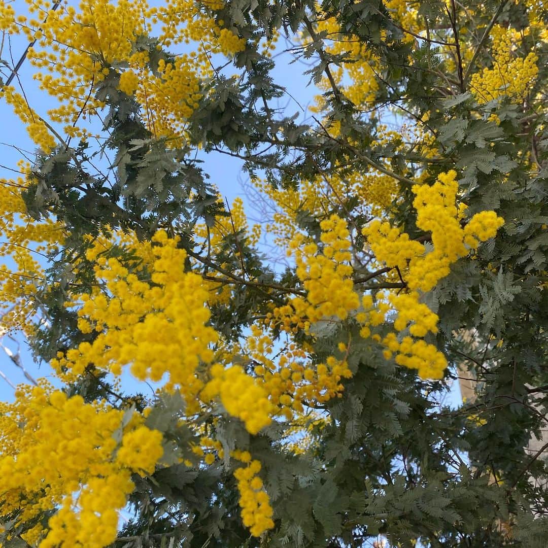 長澤メイのインスタグラム：「ミモザの季節だあ〜🌞✨✨ テンションあがる🌼」