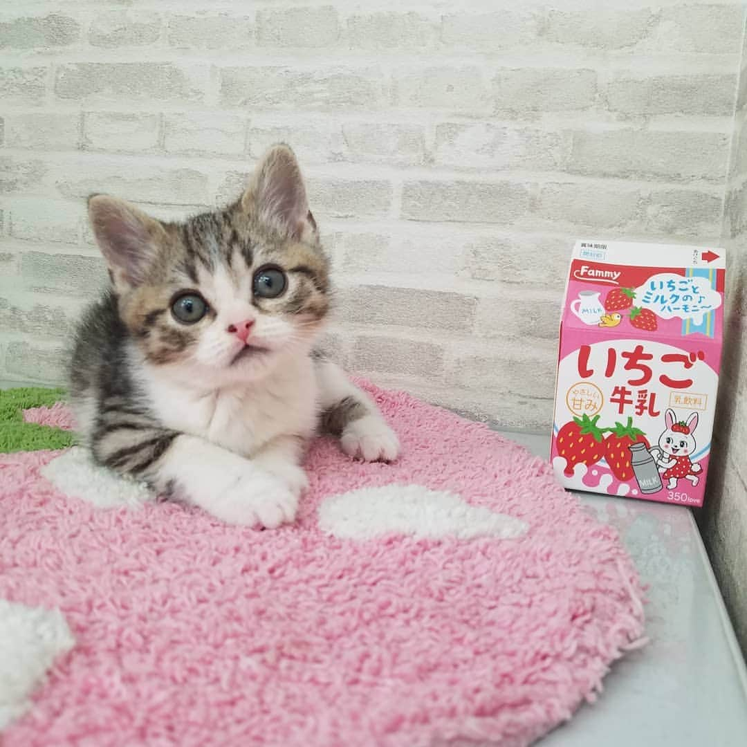 マンチカン(munchkin)キャットファーム大谷さんのインスタグラム写真 - (マンチカン(munchkin)キャットファーム大谷Instagram)「お客様にゃんこちゃん❤ #キャットファーム大谷#まんちかん#マンチカン#ネコ#こねこ#にゃんこ#猫ちゃん#ねこ部#ニャンスタグラム#猫#ねこ#子猫#モフモフ#モフモフねこ#ミヌエット#短足#ねこすたぐらむ#愛猫#かわいい#ふわもこ部#猫のいる暮らし#マンチカンブリーダー#ミヌエットブリーダー#cat#catsgram #catsofinstagram#instacat#picneko」2月24日 14時02分 - roytar222