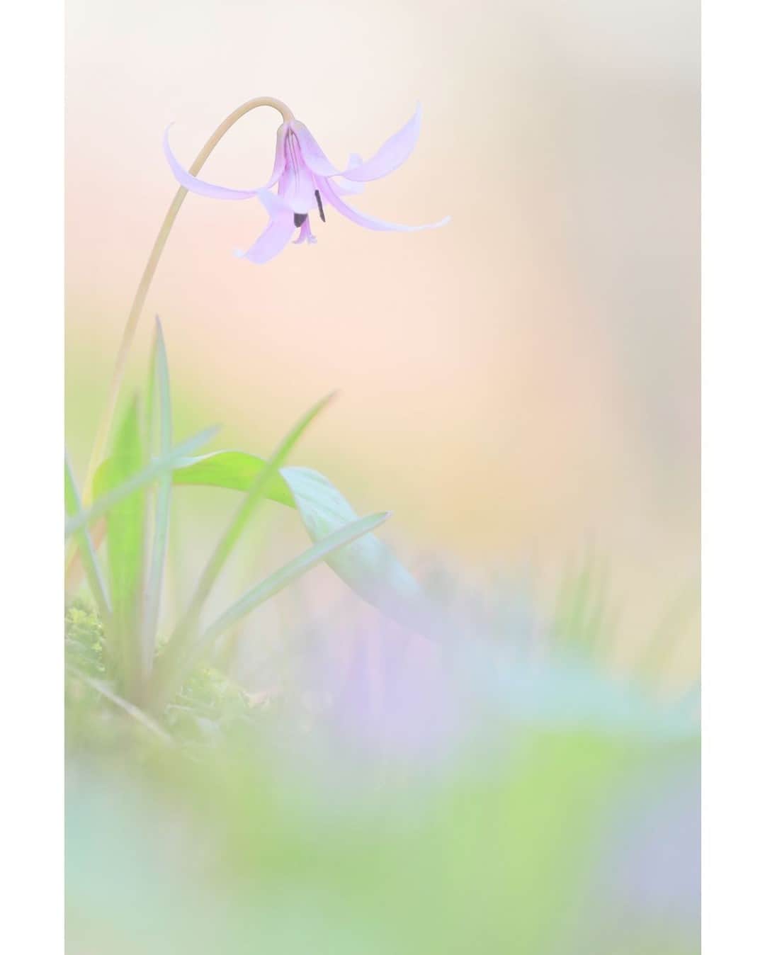 花の写真館のインスタグラム：「Photo by 落合 俊哉.⠀ .⠀ Original Post[投稿いただいたURL]⠀ https://www.facebook.com/photo.php?fbid=1371572926360700⠀ .⠀ 本アカウントは、 #私の花の写真 をつけてInstagramに投稿された皆さまの花の写真や、「花の写真館」Facebookページで投稿された花の写真を紹介します。⠀ 「花の写真館」Facebookページは、「 @floral.photograph 」のプロフィールにあるURLからご覧ください。⠀ .⠀ ※各自、政府、自治体など公的機関の指示に従った行動をお願いします。⠀⠀ 東京カメラ部および分室では、写真を「見る楽しみ」を提供することを通して、微力ながら皆様にわずかな時間でも癒しをお届けしたいと思っております。⠀ ※本アカウントは東京カメラ部がFacebook、Instagramのサービスを利用して運営しているもので、Facebook社・Instagramとは一切関係ありません。⠀ .⠀ #花の写真館 #floralphotograph #floralphoto #flower #flowers⠀ Follow: @floral.photograph」