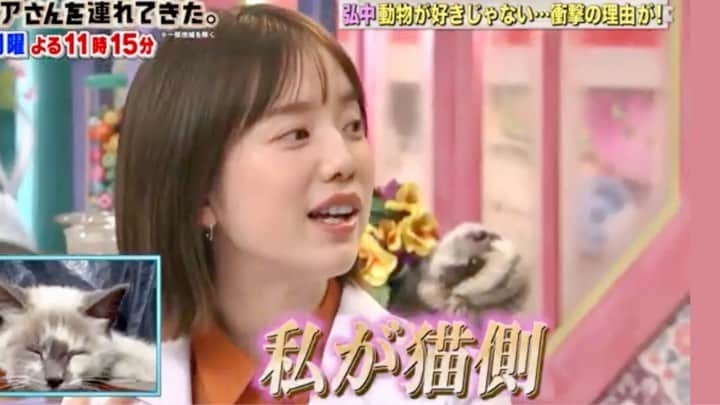 弘中綾香　ファンアカウントのインスタグラム：「名言出ました！ 『私が猫側』  ※ 弘中ちゃん動物嫌い関連動画 ↓↓↓ 【 #弘中動物嫌い 】  #弘中綾香 #弘中ちゃん #弘中アナ #弘中アナウンサー #女子アナウンサー #女子アナ #激レアさんを連れてきた #激レアさん #激レアオープニング #土1010 #若林正恭 #オードリー若林 #名言弘中」