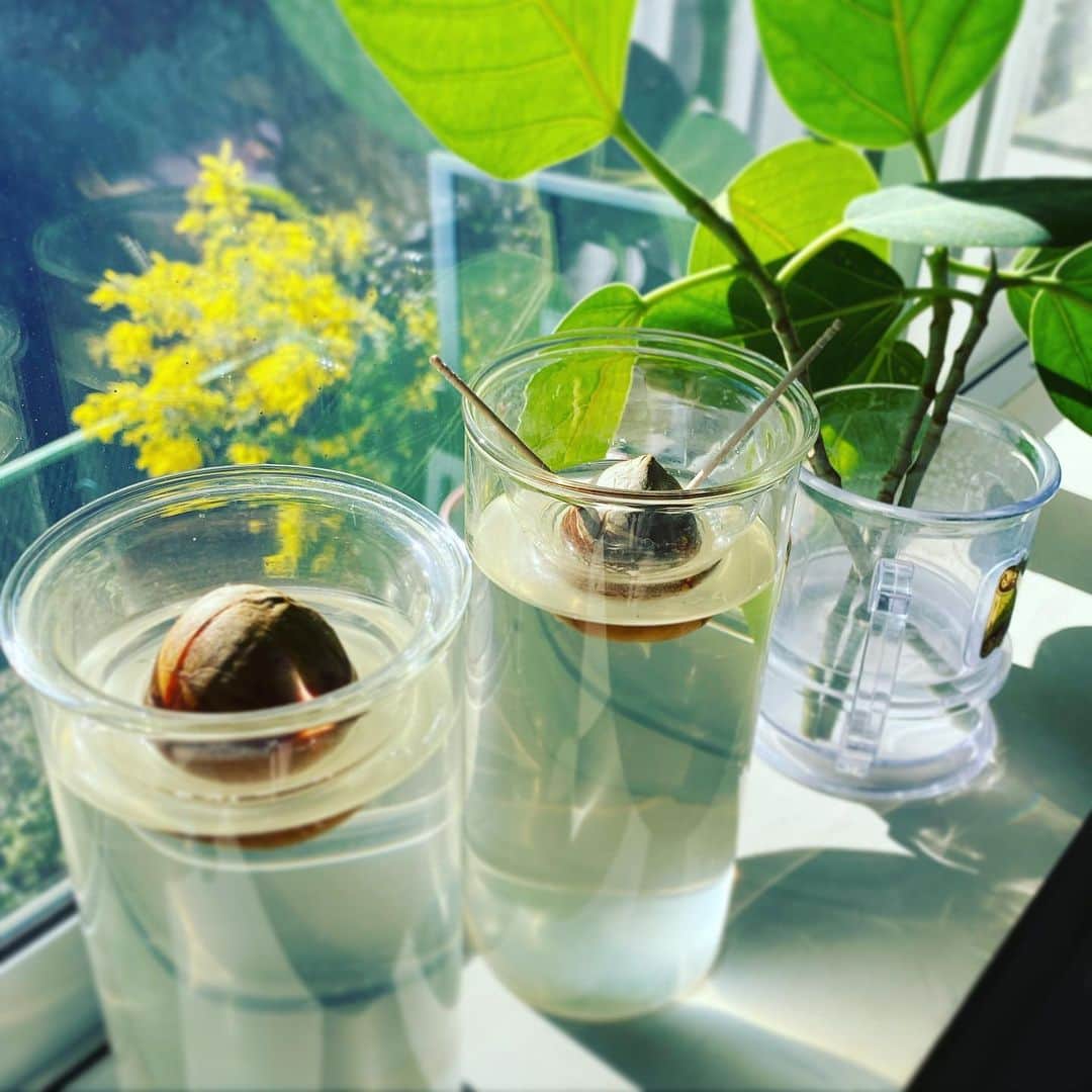 高岡早紀 さんのインスタグラム写真 - (高岡早紀 Instagram)「アボカドの種を水栽培してみる。 芽が出るかな？ 楽しみだなー 庭のミモザも満開になり、本当の春が来るのが待ち遠しい。。  #早紀おウチガーデニング」2月24日 14時07分 - saki_takaoka