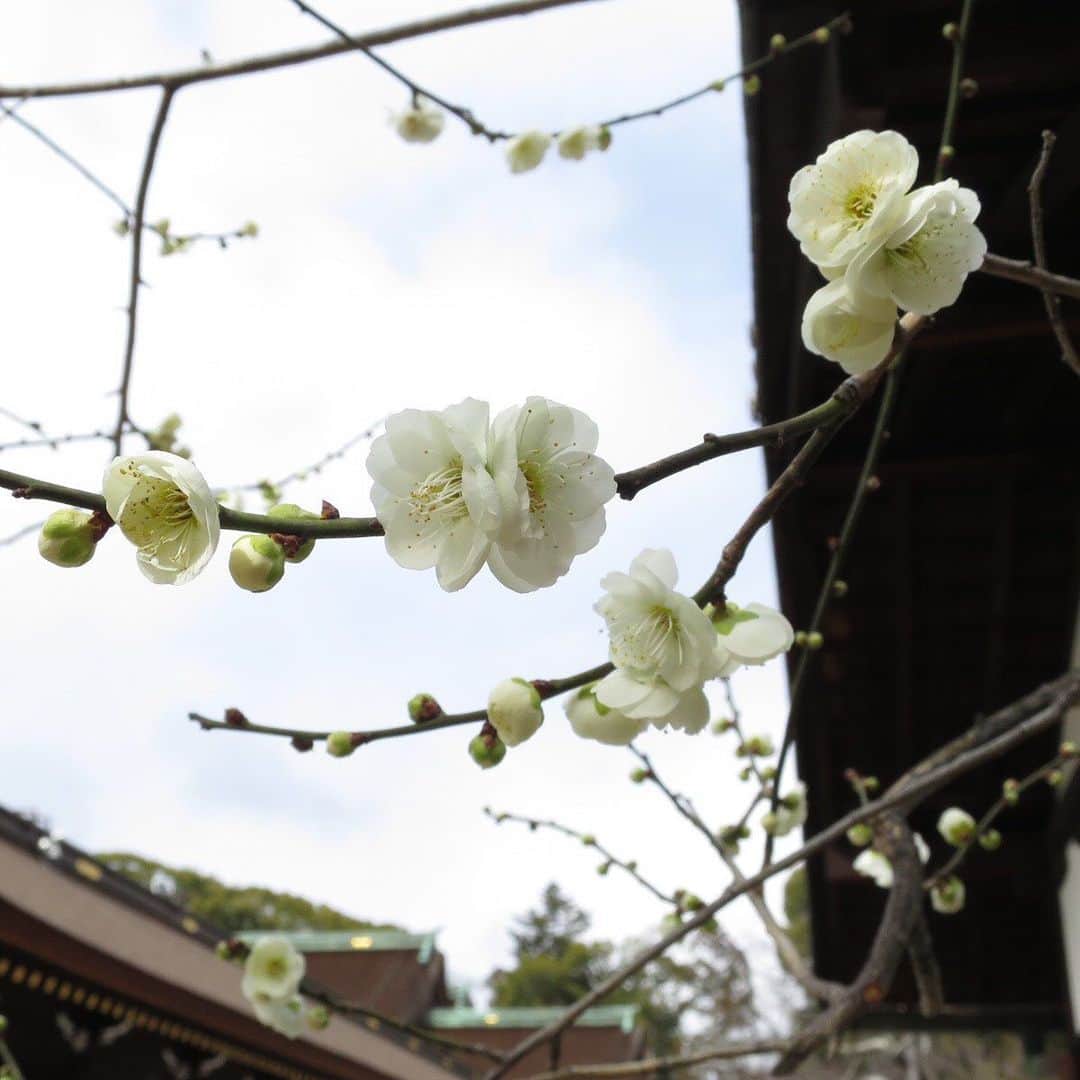 一保堂茶舗さんのインスタグラム写真 - (一保堂茶舗Instagram)「A scent of spring.  #梅 #香り #春 #京都 #一保堂茶舗 #日本茶 #ippodotea #ippodo #japanesetea #kyoto #spring #ume」2月24日 14時21分 - ippodotea