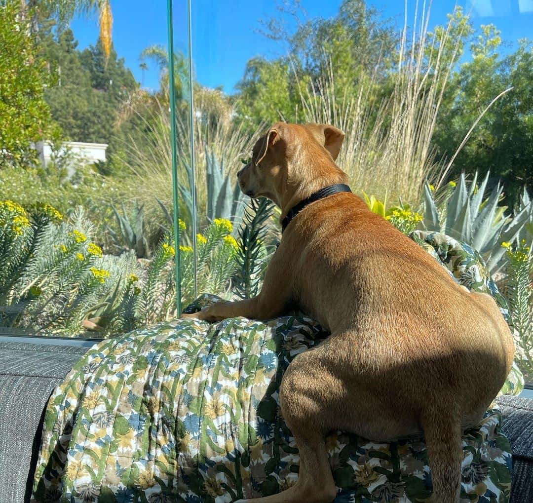 マーク・ホッパスさんのインスタグラム写真 - (マーク・ホッパスInstagram)「Doug’s favorite blanket was thrown over the back of the couch so she did her best to make it work.」2月24日 14時23分 - markhoppus