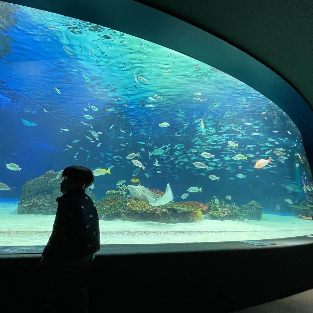 氷浦紫さんのインスタグラム写真 - (氷浦紫Instagram)「#sunshineaquarium #tullyscoffee  今日は久しぶりに水族館。 コーヒーショップが好きになった息子ちん。 今日はタリーズ。 #年パスのある生活 #3歳男の子 #cafestagram #jerryfish」2月24日 14時55分 - yukalihiula