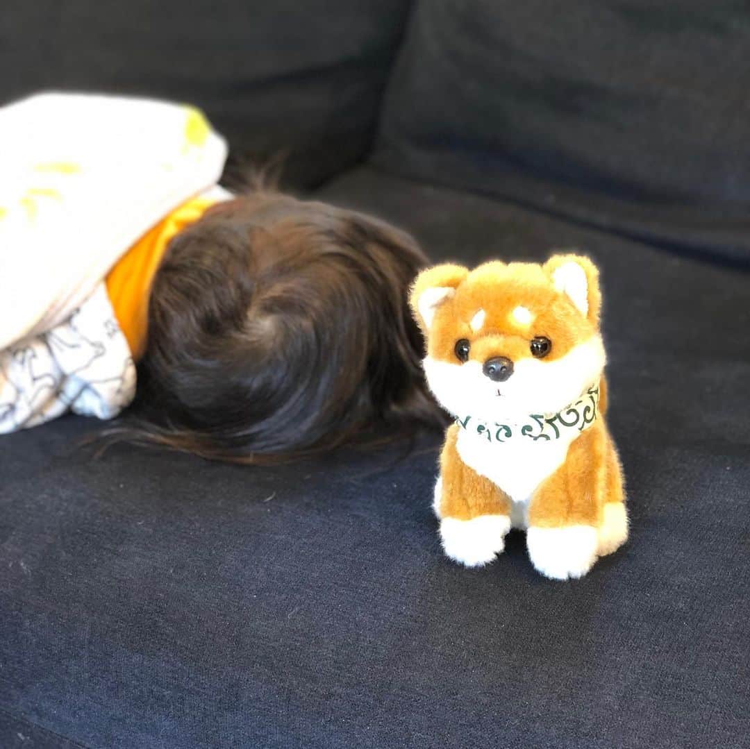 舞名里音のインスタグラム：「( ͡° ͜ʖ ͡°) 今日は風が冷たいこと〜🍃 そんな中、プールでバタバタ泳いでぐっすりお昼寝してるメイです。 じゃじゃまるは、、、 寒いけど外がいいらしい、、。 皆さま、あたたかくしてお過ごしください。  #じゃじゃまるとメイ #兄妹  #今日も素敵な一日を #柴犬 #じゃじゃまる #日向ぼっこ #いぬのきもち #いぬのいる暮らし」