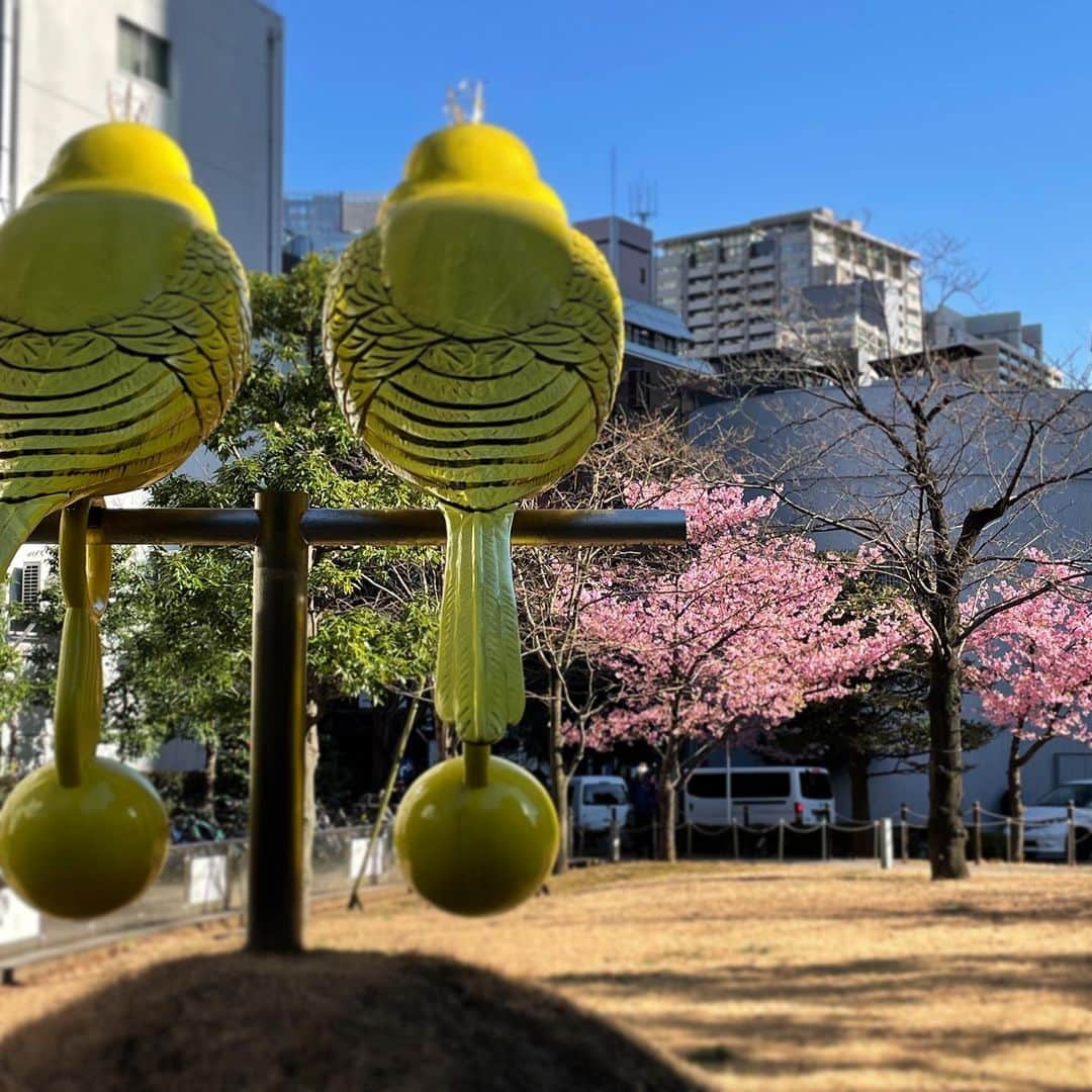 石丸幹二さんのインスタグラム写真 - (石丸幹二Instagram)「#さくらそばようかん を食し外を歩いておりますと以前もアップしたインコがいる公園で咲き誇る #カワヅザクラ に遭遇 この色すきなんですゎ〜  外は寒さでシャキッとします #石丸幹二」2月24日 14時59分 - team_kanji_ishimaru