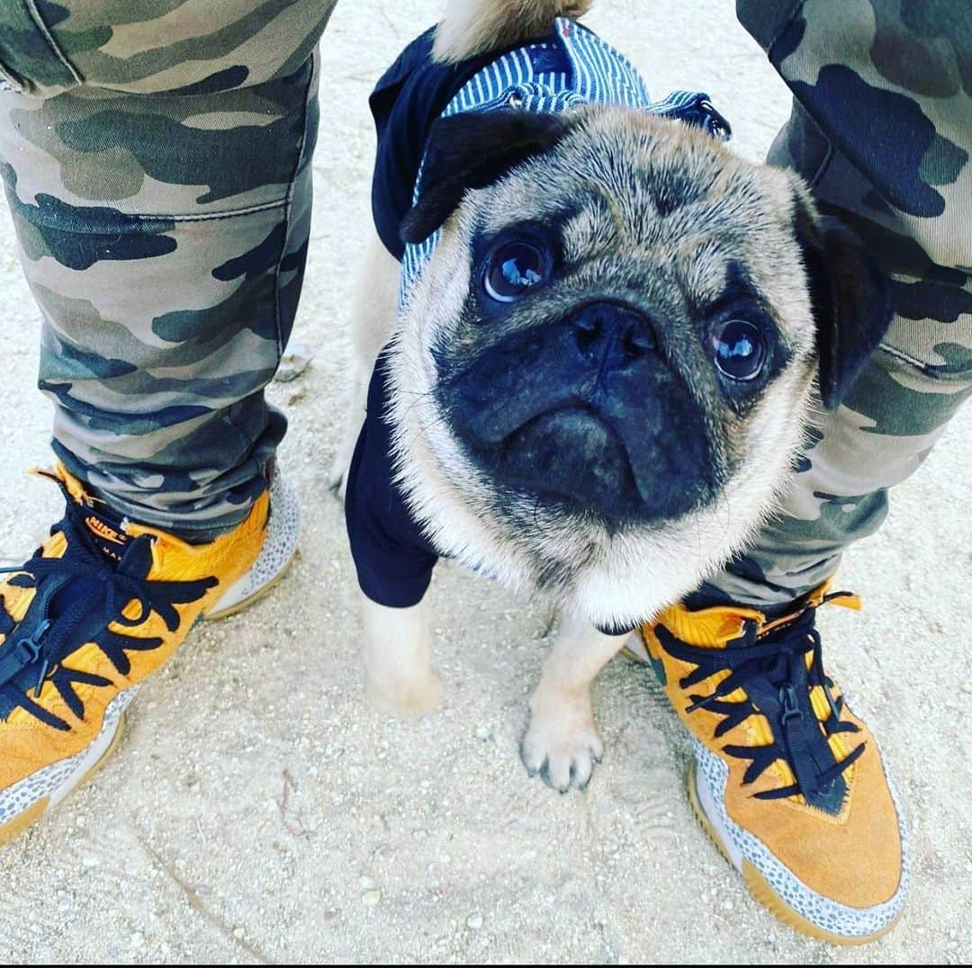 pugsofinstagramのインスタグラム：「This face. Please follow @gcue_052 ! #pug #pugsofinstagram #pugstagram」