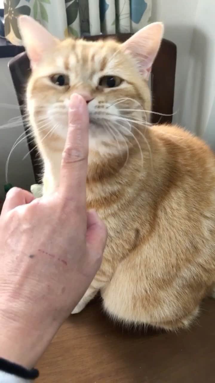 コテツのインスタグラム