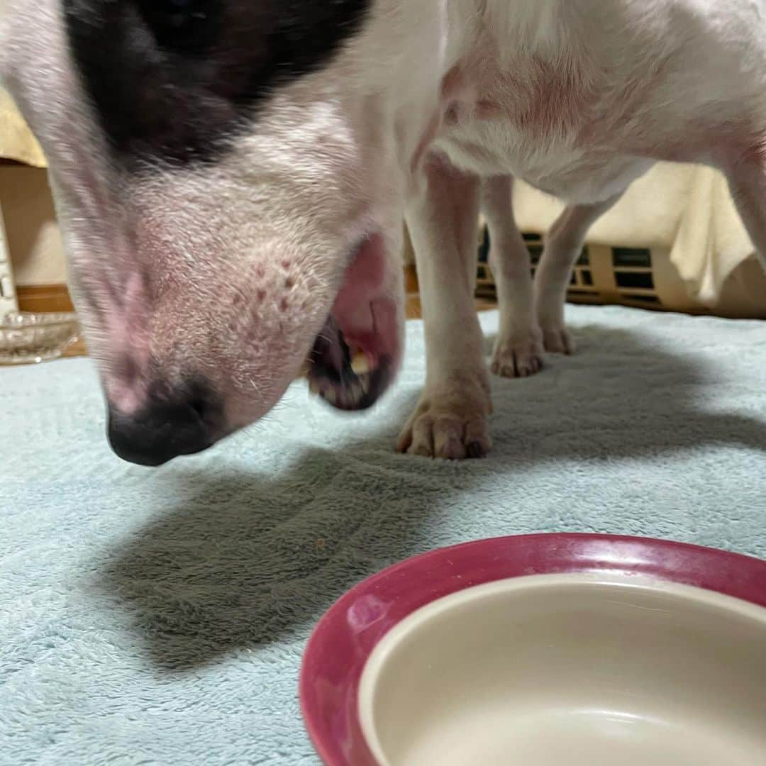 Q太郎さんのインスタグラム写真 - (Q太郎Instagram)「#minituru#bull#terrier#minibullterrier#miniturubullterrier#dog#dogstagram#cute#qtaro#love#family#ミニチュア#ブルテリア#ミニチュアブルテリア#Q太郎#さいたま市#浦和区#elan#エラン#お取り寄せ#いちご#スカイベリー」2月24日 15時21分 - qtaro.jun