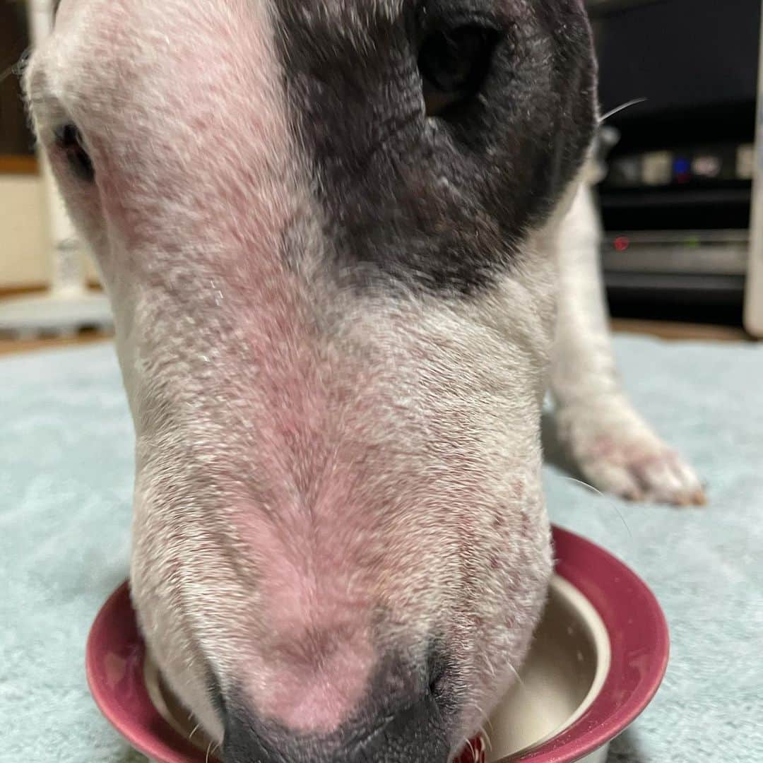 Q太郎さんのインスタグラム写真 - (Q太郎Instagram)「#minituru#bull#terrier#minibullterrier#miniturubullterrier#dog#dogstagram#cute#qtaro#love#family#ミニチュア#ブルテリア#ミニチュアブルテリア#Q太郎#さいたま市#浦和区#elan#エラン#お取り寄せ#いちご#スカイベリー」2月24日 15時21分 - qtaro.jun