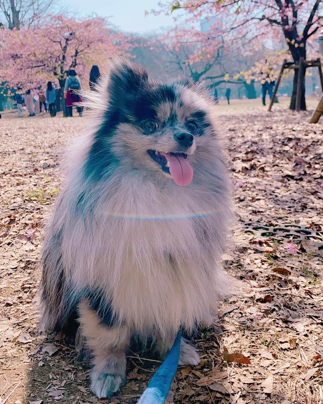 mimeiさんのインスタグラム写真 - (mimeiInstagram)「幸せ☺️🌸🐶💕」2月24日 16時08分 - mimeiland